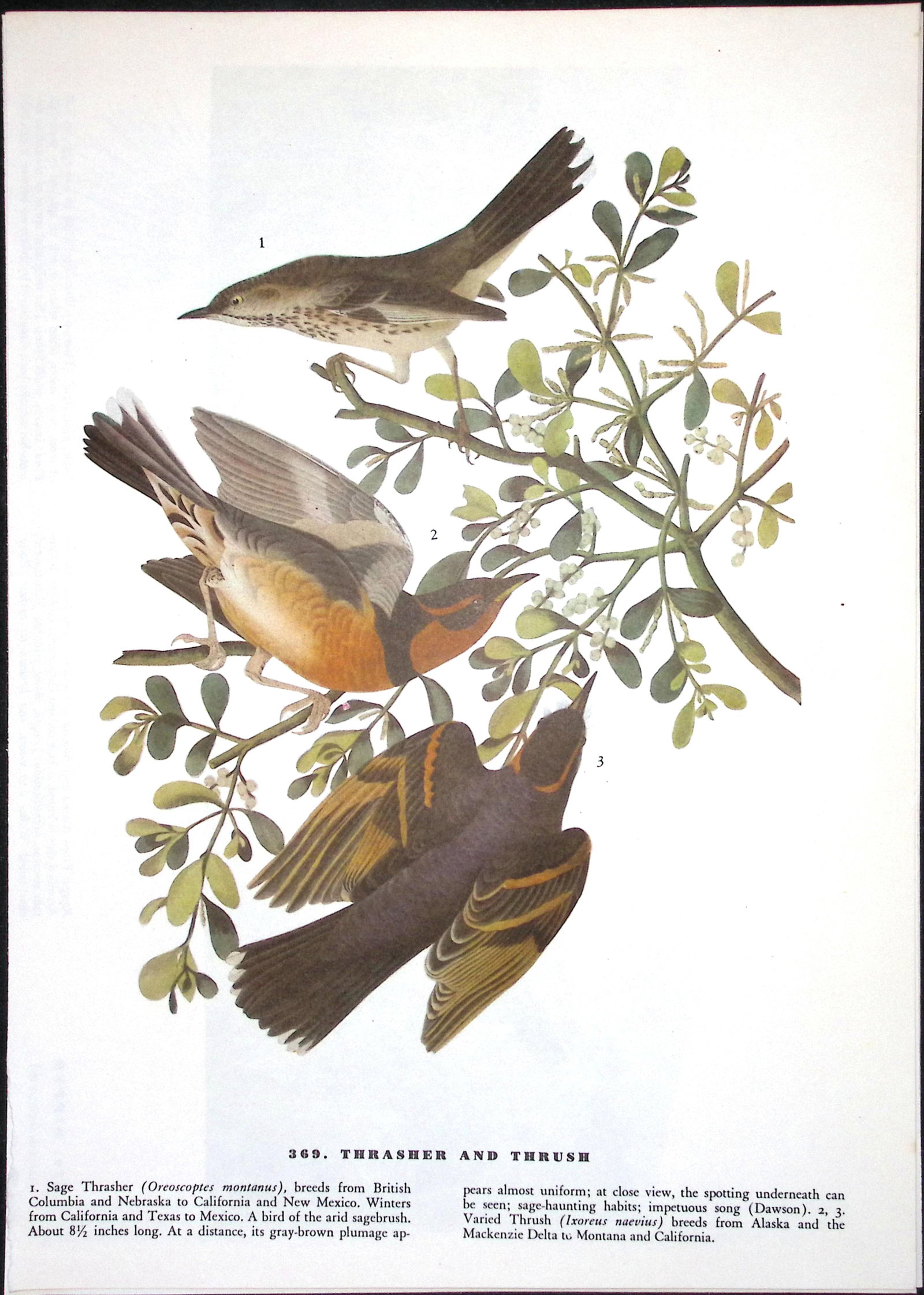 Job-Lot John James Audubon Birds of America 72-Year-Old Coloured Book Plates-9 - 5