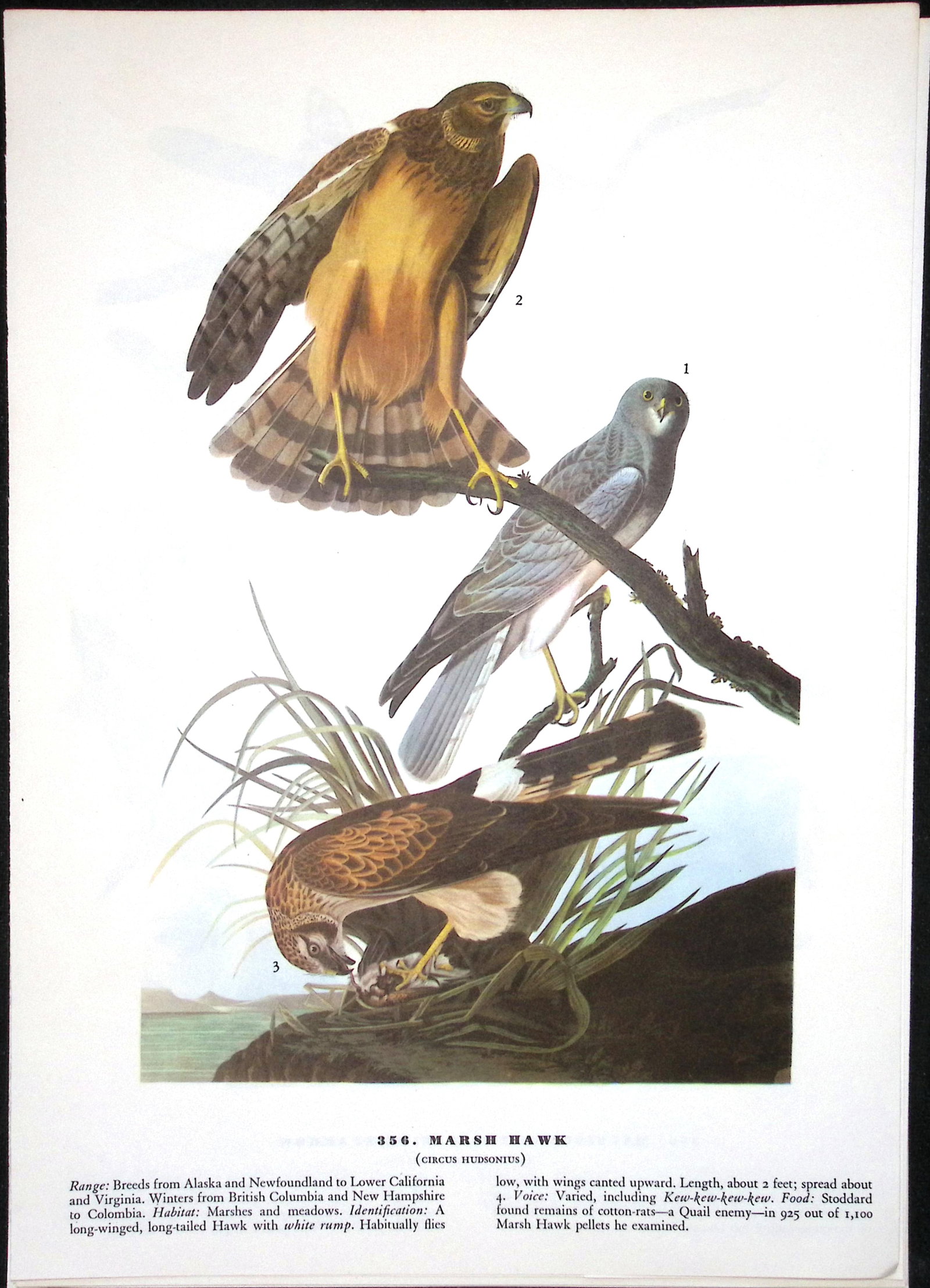 Job-Lot John James Audubon Birds of America 72-Year-Old Coloured Book Plates-9 - 6