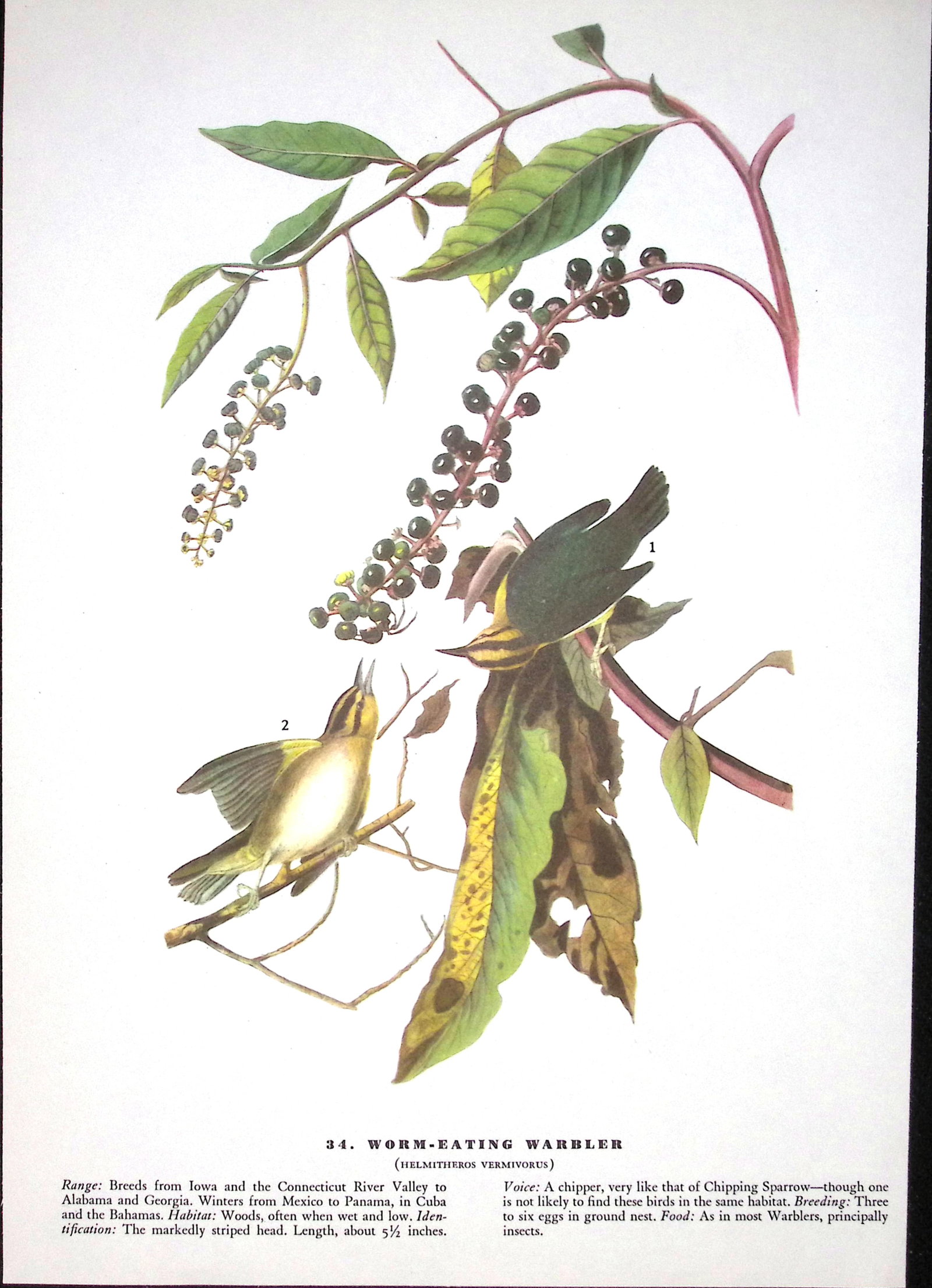 Job-Lot John James Audubon Birds of America 72-Year-Old Coloured Book Plates-4 - 3