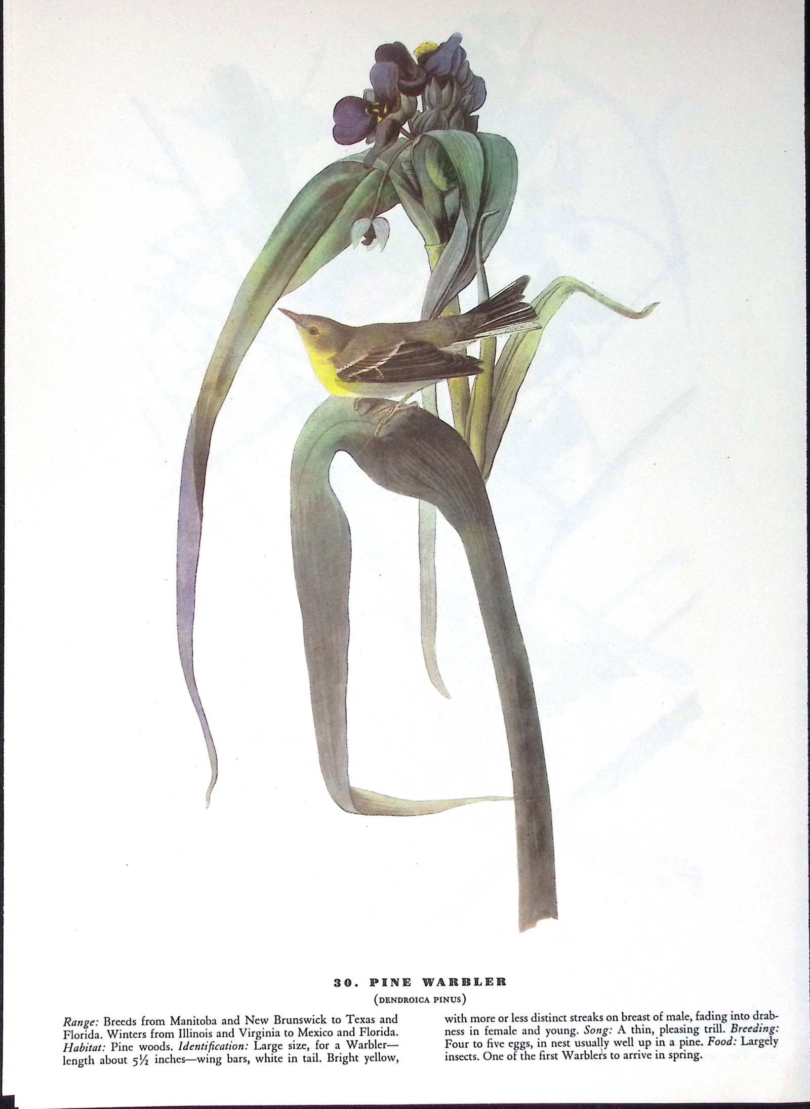 Job-Lot John James Audubon Birds of America 72-Year-Old Coloured Book Plates-4 - 4