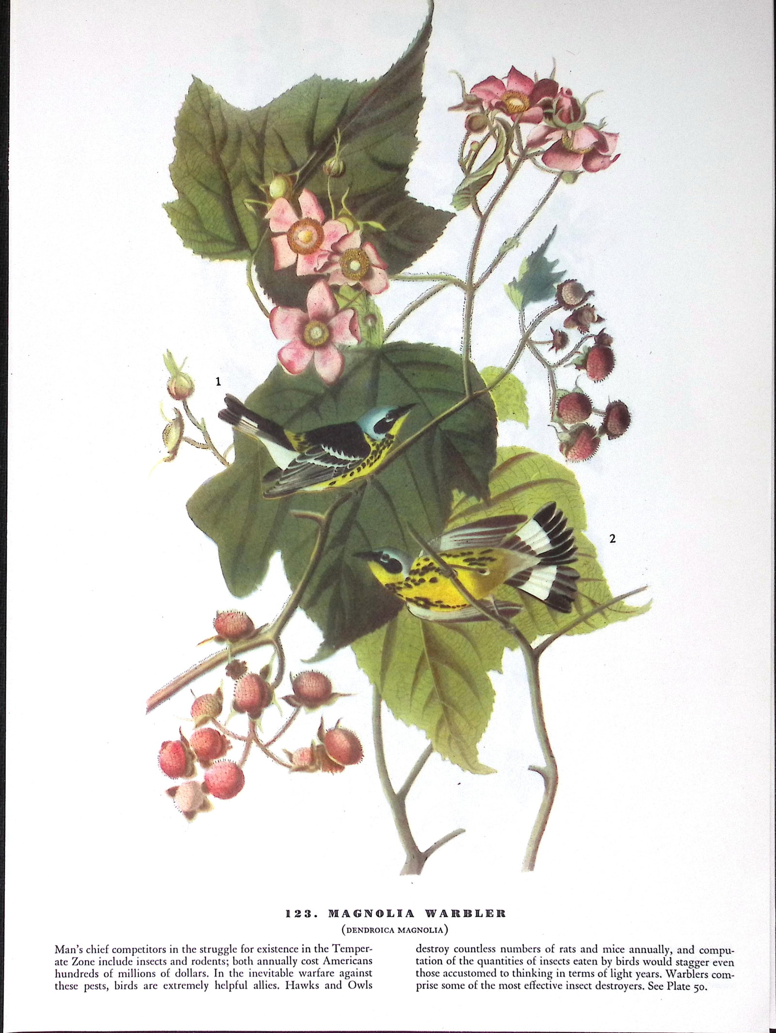 Job-Lot John James Audubon Birds of America 72-Year-Old Coloured Book Plates-4 - 5