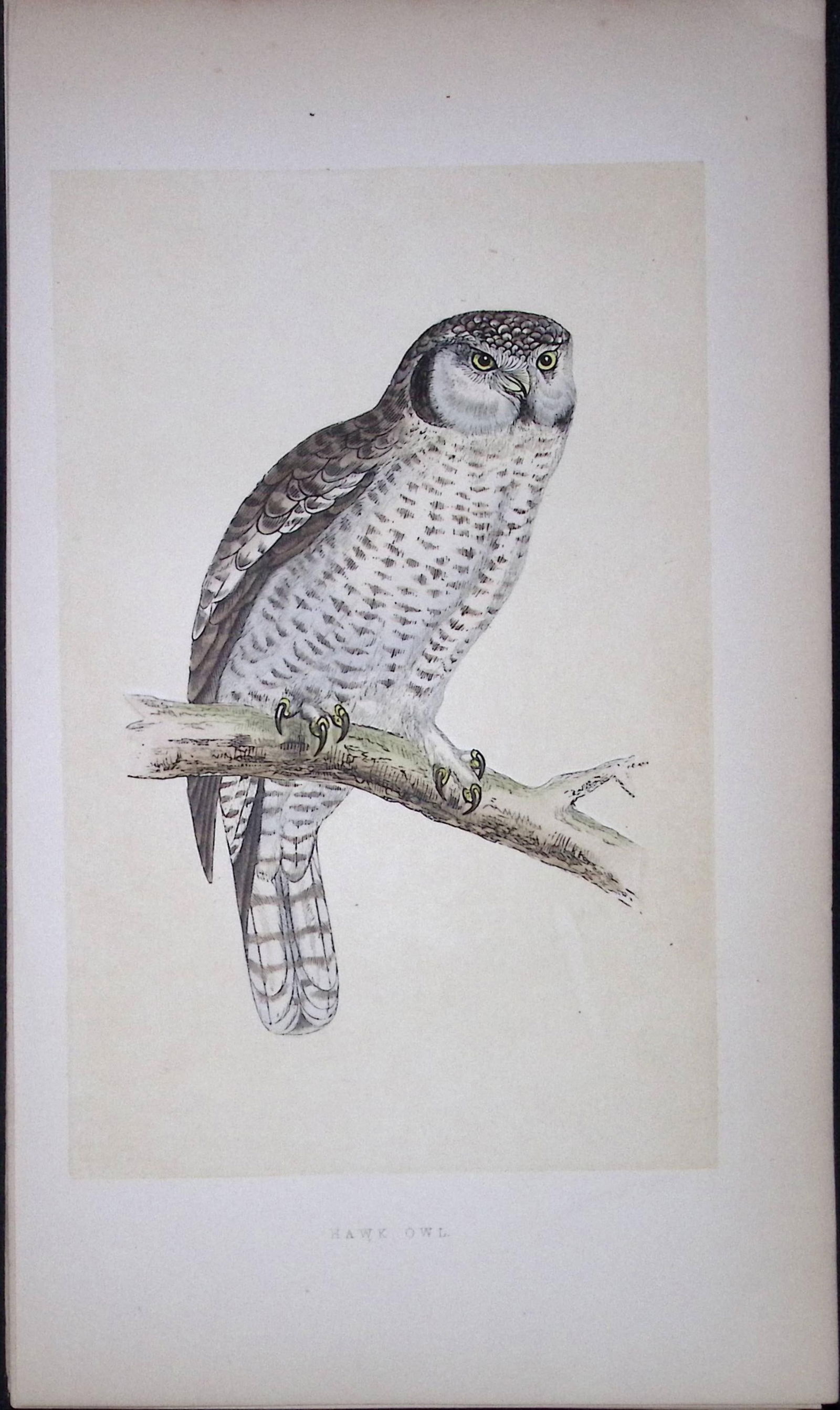 Hawk Owl Bird- Rev Morris First Edition Antique Woodblock Engraving-32: Title: Hawk Owl Bird- Rev Morris First Edition Antique Woodblock Engraving-32 Description: This Chromolithographic Woodblock Engraving Has Been Removed from a First Antique Edition of. Rev F O