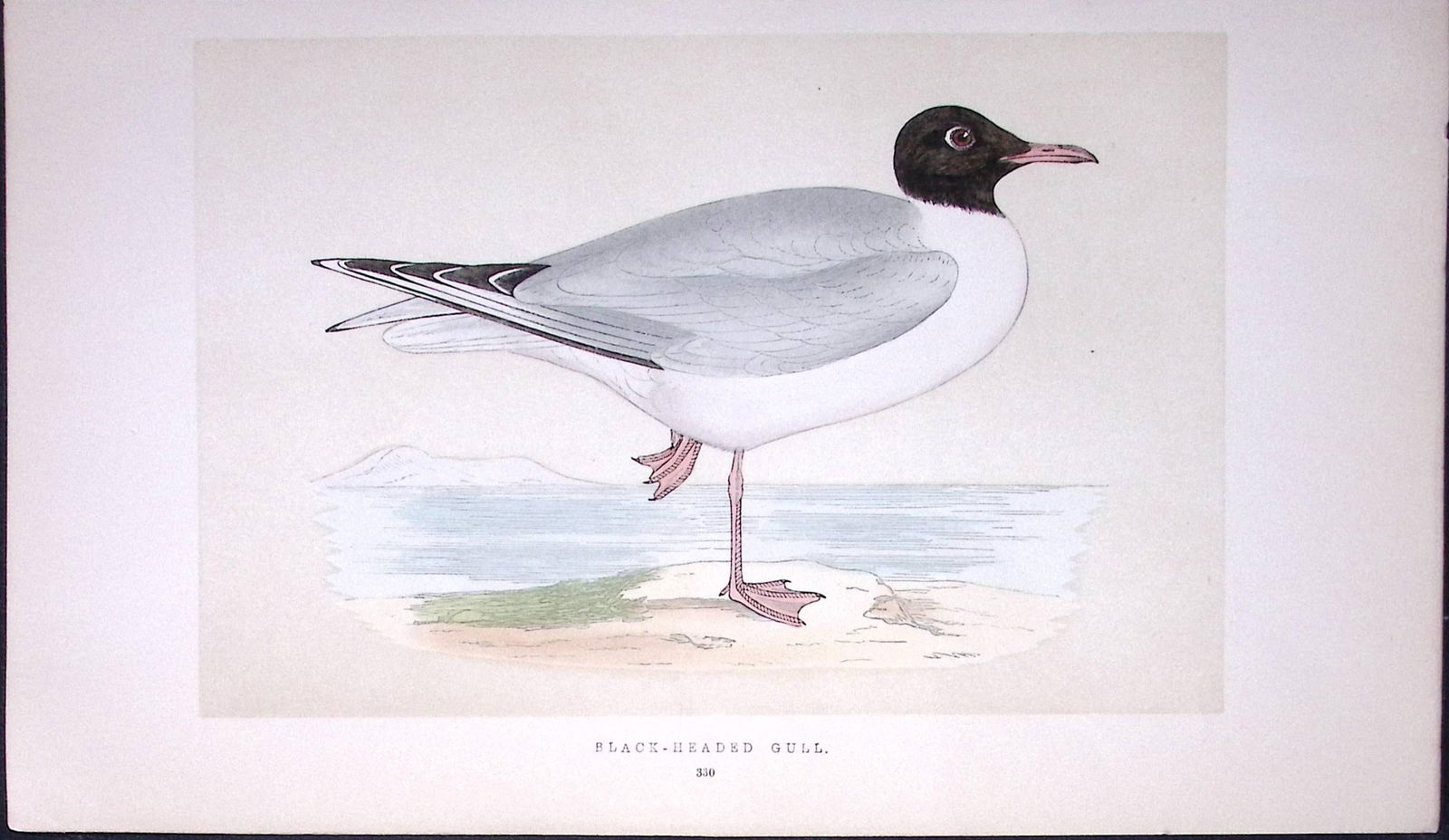 Black-Headed Gull Bird- Rev Morris First Edition Antique Woodblock Engraving-203: Title: Black-Headed Gull Bird- Rev Morris First Edition Antique Woodblock Engraving-203 Description: This Chromolithographic Woodblock Engraving Has Been Removed from a First Antique Edition of.