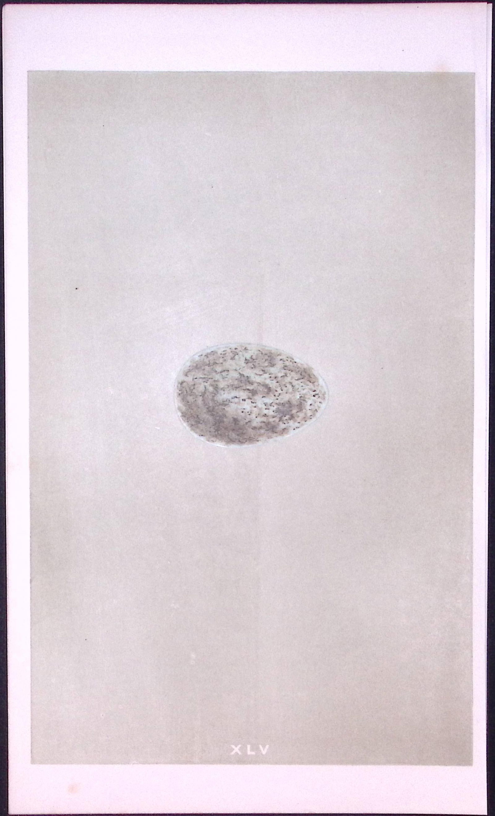 Hooded Crow Bird Egg- Rev Morris First Edition Antique Woodblock Engraving-13: Title: Hooded Crow Bird Egg- Rev Morris First Edition Antique Woodblock Engraving-13 Description: This Chromolithographic Woodblock Engraving Has Been Removed from a First Antique Edition of. 