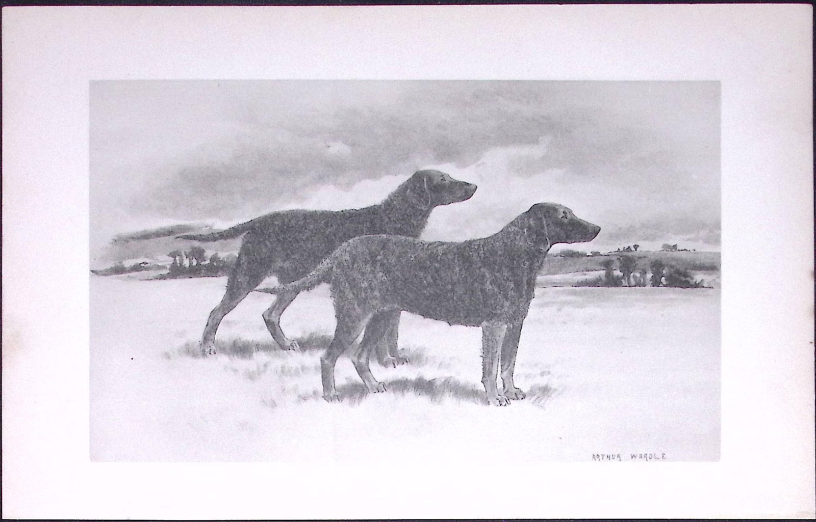 Retrievers Flat or Wavy Coated Antique Book Plate Rawdon Lee Modern Dogs 1893-40: Title: Retrievers Flat or Wavy Coated Antique Book Plate Rawdon Lee Modern Dogs 1893-40 Description: This Antique Book Plate Was Removed from an Edition of Modern Dogs by Rawdon Lee 1893. Each