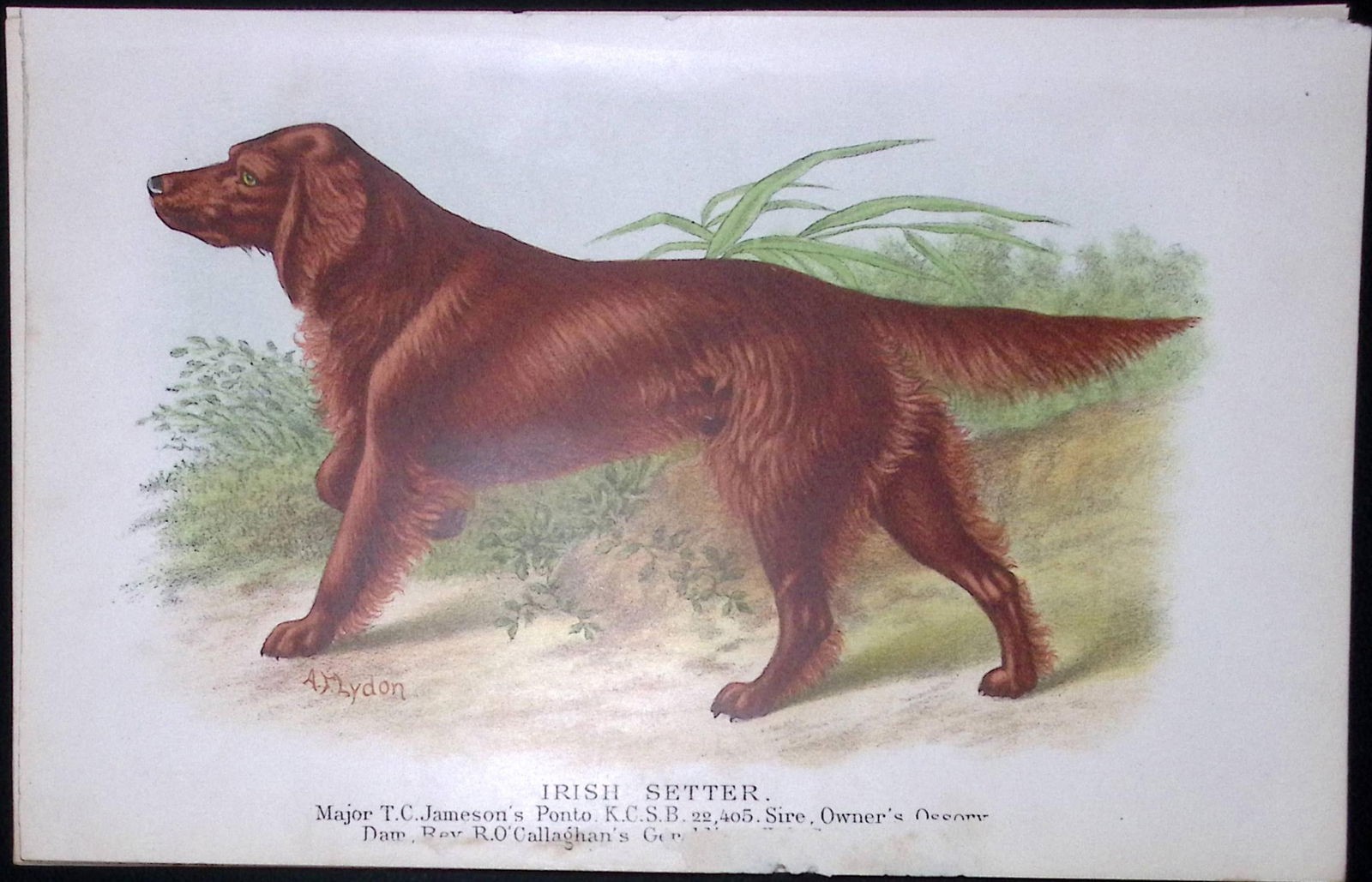 Irish Red Setter British Dogs by Hugh Dalziel 1889 Antique Coloured Book Plate-5: Title: Irish Red Setter British Dogs by Hugh Dalziel 1889 Antique Coloured Book Plate-5 Description: This Antique Book Plate Was Removed from a Edition of British Dogs by Hugh Dalzie