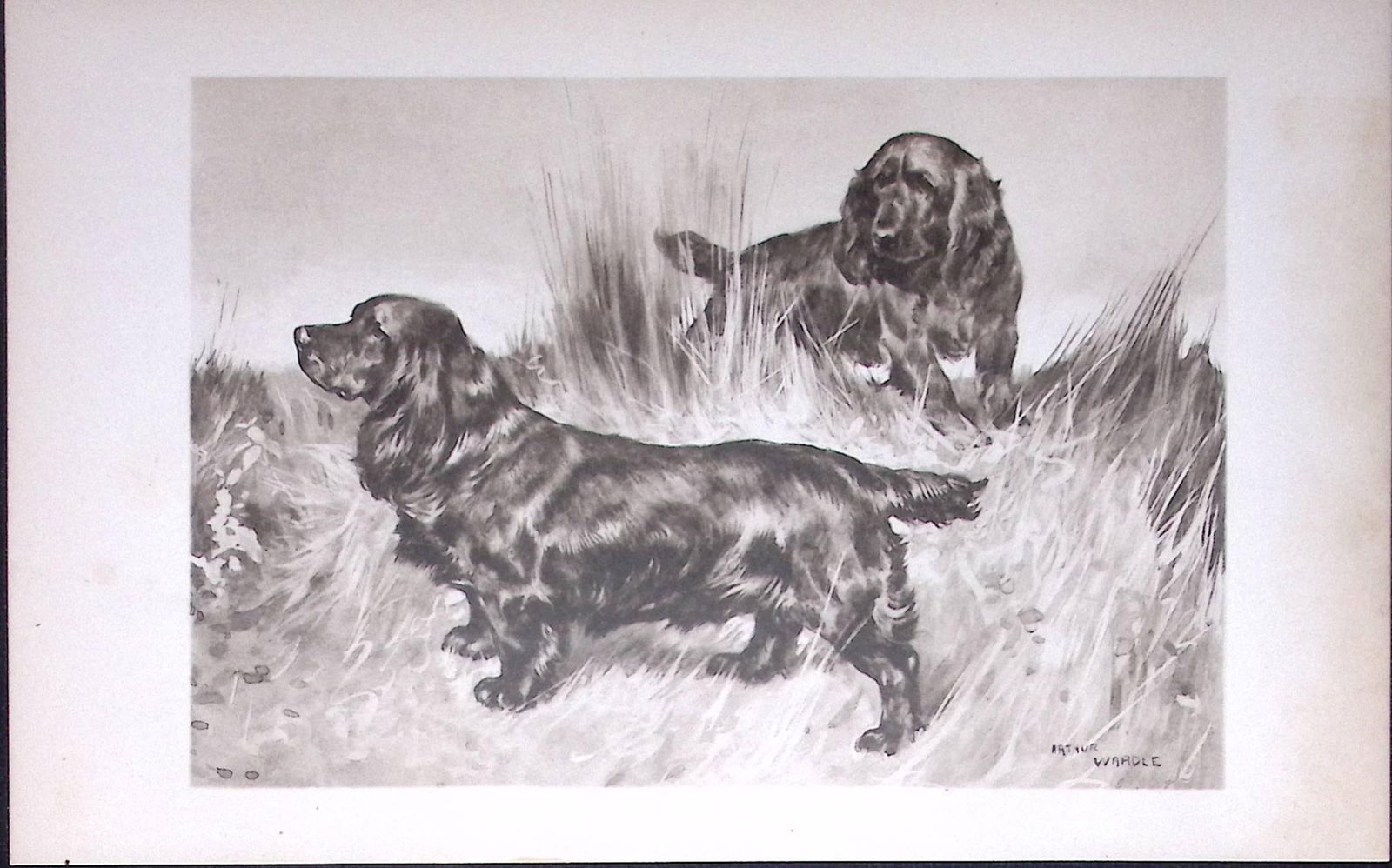 Pair Black Field Spaniels Antique Book Plate Rawdon Lee -Modern Dogs -52: Title: Pair Black Field Spaniels Antique Book Plate Rawdon Lee -Modern Dogs -52 Description: This Antique Book Plate Was Removed from an Edition of Modern Dogs by Rawdon Lee 1893.