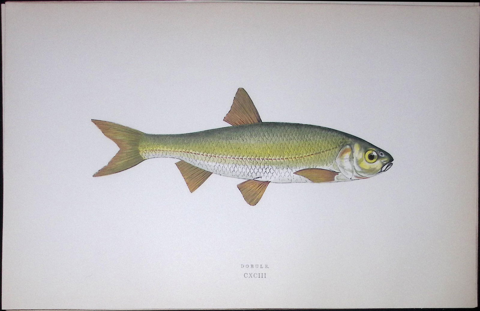 Dobule Fish Scarce Antique 1877 J. Couch Woodblock Engraving-129: Title: Dobule Fish Scarce Antique 1877 J. Couch Woodblock Engraving-129 Description: This Antique Original Coloured Woodblock Engraving Was Removed from An Edition of. History of The Fishes of