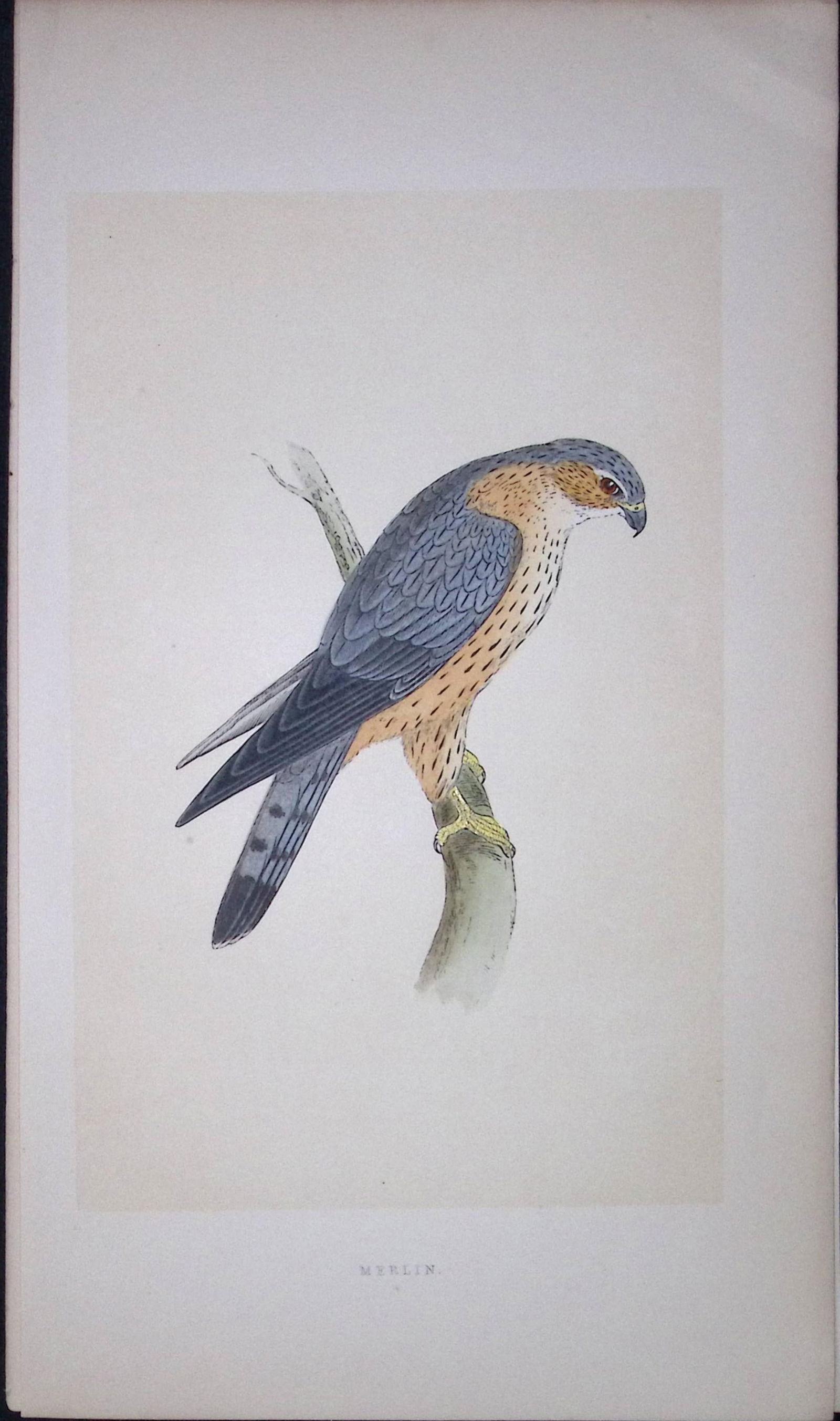 Merlin Bird- Rev Morris First Edition Antique Woodblock Engraving-16: Title: Merlin Bird- Rev Morris First Edition Antique Woodblock Engraving-16 Description: This Chromolithographic Woodblock Engraving Has Been Removed from a First Antique Edition of. Rev F O