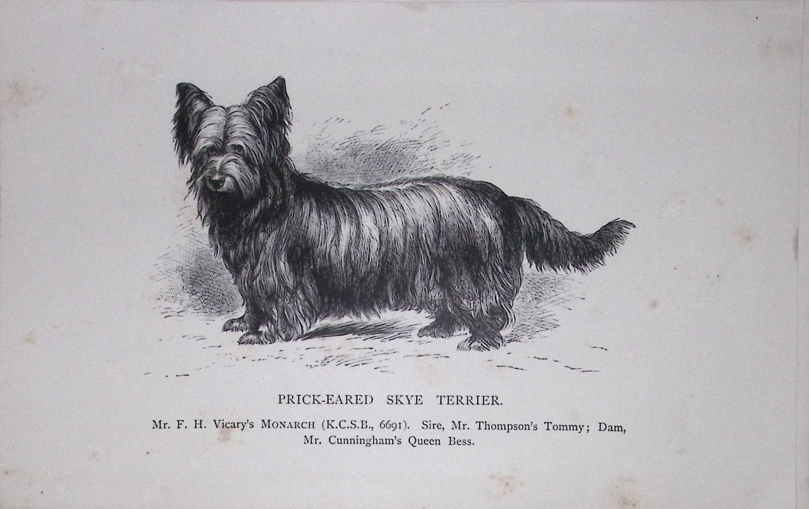 Prick-Eared Skye Terrier British Dogs by Hugh Dalziel 1889 Antique Book Plate-60: Title: Prick-Eared Skye Terrier British Dogs by Hugh Dalziel 1889 Antique Book Plate-60 Description: This Antique Book Plate Was Removed from a Edition of British Dogs by Hugh Dalzie