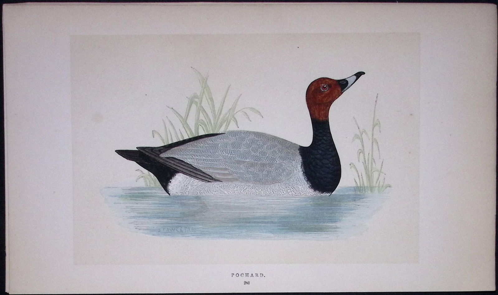 Pochard Duck Bird- Rev Morris First Edition Antique Woodblock Engraving-116: Title: Pochard Duck Bird- Rev Morris First Edition Antique Woodblock Engraving-116 Description: This Chromolithographic Woodblock Engraving Has Been Removed from a First Antique Edit