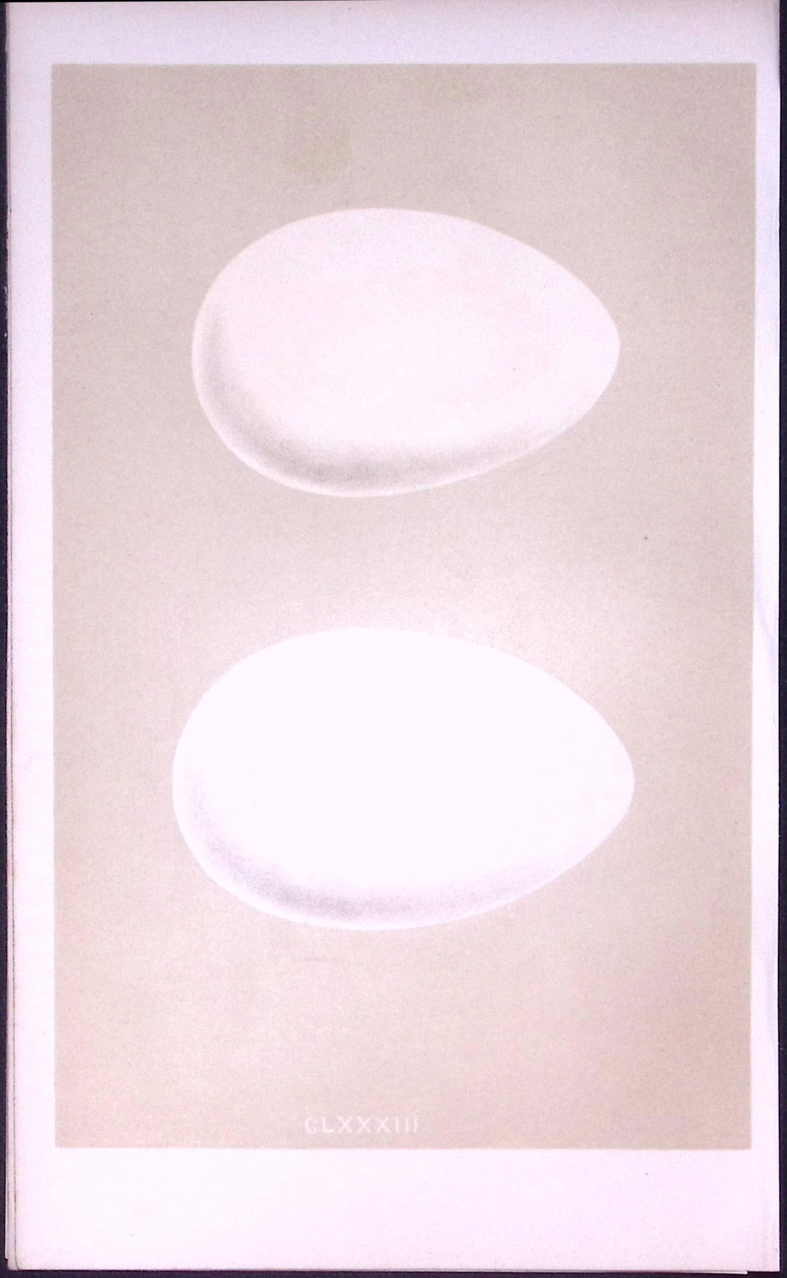 Grey Lag & Bean Goose Bird Egg- Rev Morris Antique Woodblock Engraving-20: Title: Grey Lag & Bean Goose Bird Egg- Rev Morris Antique Woodblock Engraving-20 Description: This Chromolithographic Woodblock Engraving Has Been Removed from a First Antique Ed