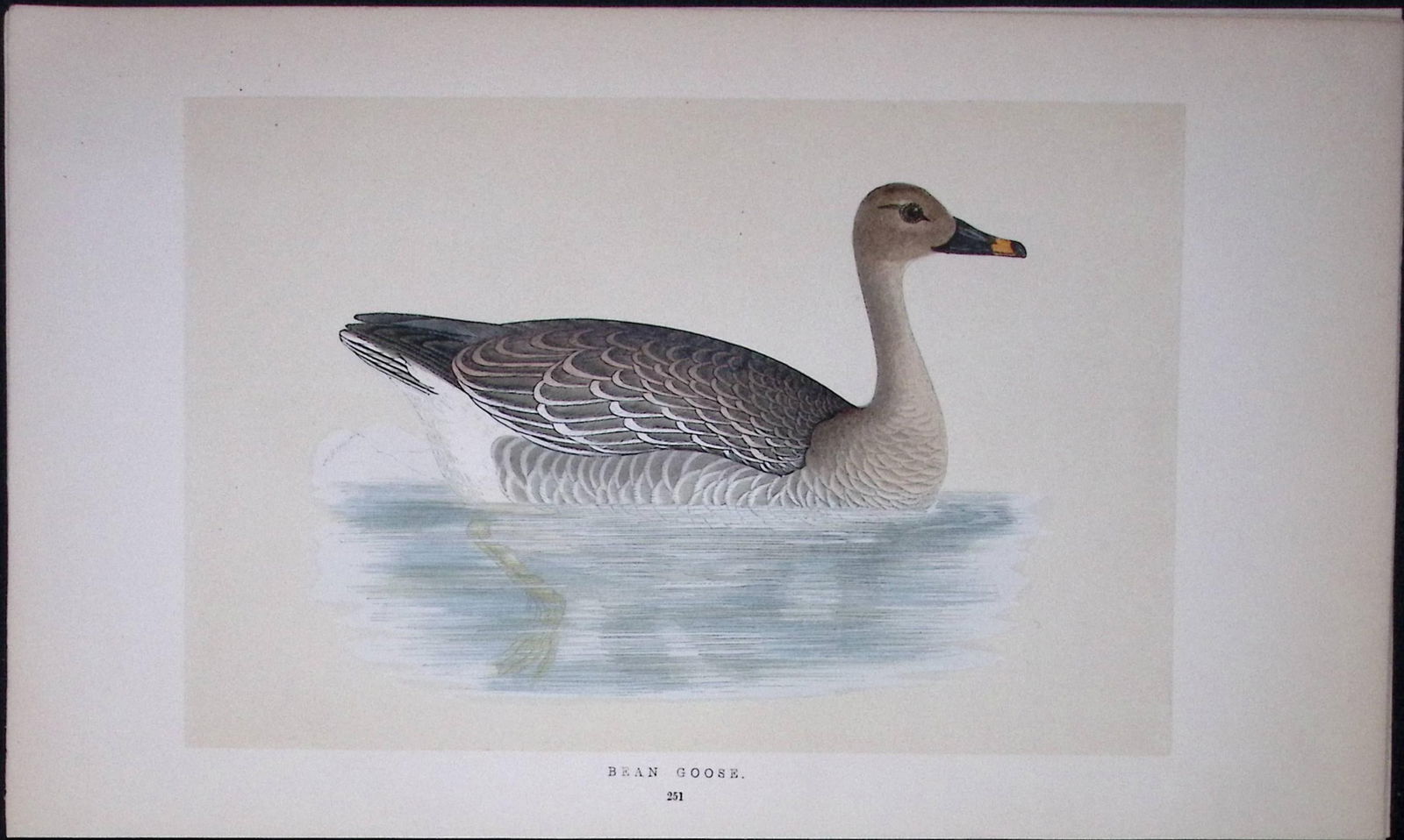 Bean Goose Bird- Rev Morris First Edition Antique Woodblock Engraving-70: Title: Bean Goose Bird- Rev Morris First Edition Antique Woodblock Engraving-70 Description: This Chromolithographic Woodblock Engraving Has Been Removed from a First Antique Edition
