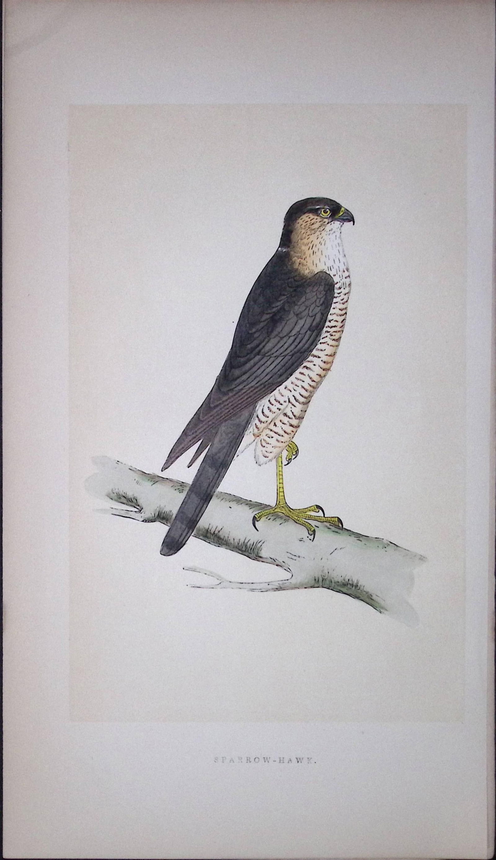 Sparrow Hawk Bird- Rev Morris First Edition Antique Woodblock Engraving-19: Title: Sparrow Hawk Bird- Rev Morris First Edition Antique Woodblock Engraving-19 Description: This Chromolithographic Woodblock Engraving Has Been Removed from a First Antique Editi