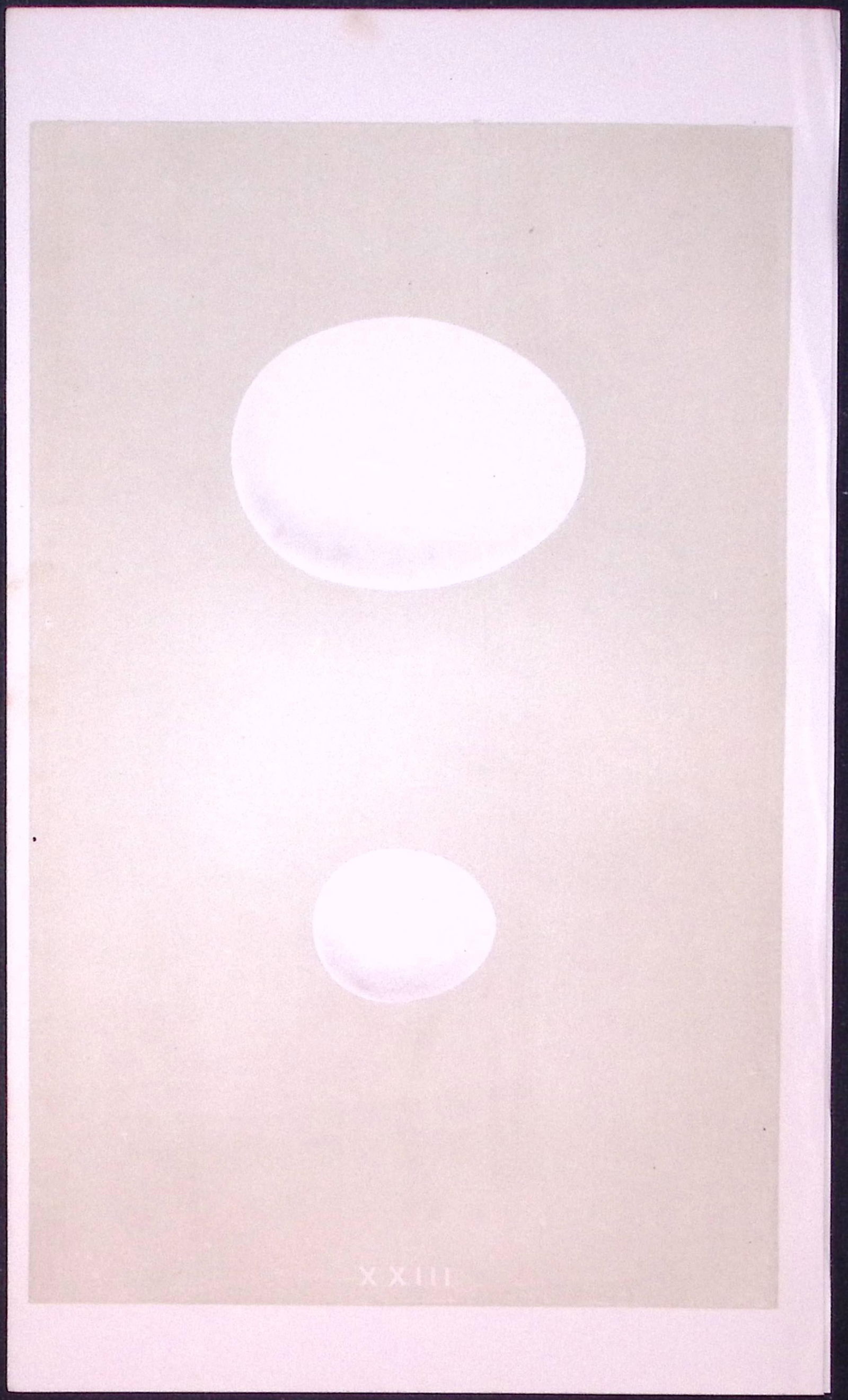 Long Eared & Scops Owl Bird Egg- Rev Morris Antique Woodblock Engraving-6: Title: Long Eared & Scops Owl Bird Egg- Rev Morris Antique Woodblock Engraving-6 Description: This Chromolithographic Woodblock Engraving Has Been Removed from a First Antique E