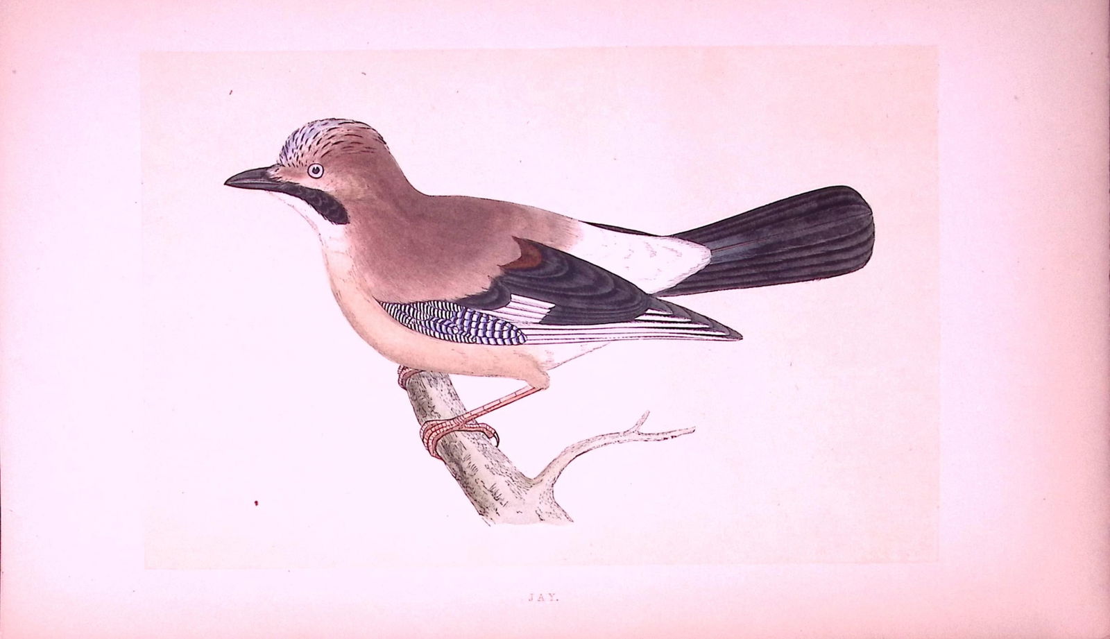 Jay Bird- Rev Morris First Edition Antique Woodblock Engraving-57: Title: Jay Bird- Rev Morris First Edition Antique Woodblock Engraving-57 Description: This Chromolithographic Woodblock Engraving Has Been Removed from a First Antique Edition of.