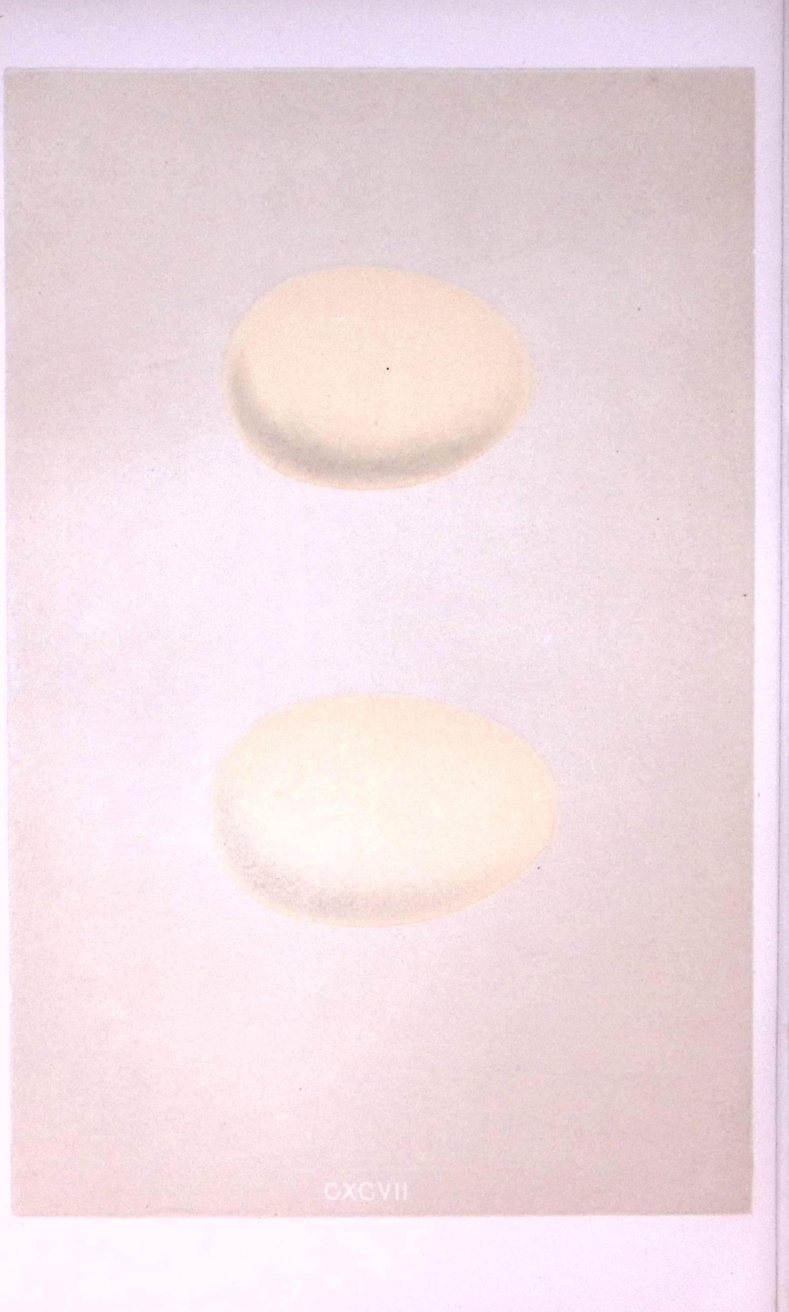 Tufted & Scaup Duck Bird Egg- Rev Morris First Edition Antique Woodblock Engraving-29: Title: Tufted & Scaup Duck Bird Egg- Rev Morris First Edition Antique Woodblock Engraving-29 Description: This Chromolithographic Woodblock Engraving Has Been Removed from a Firs