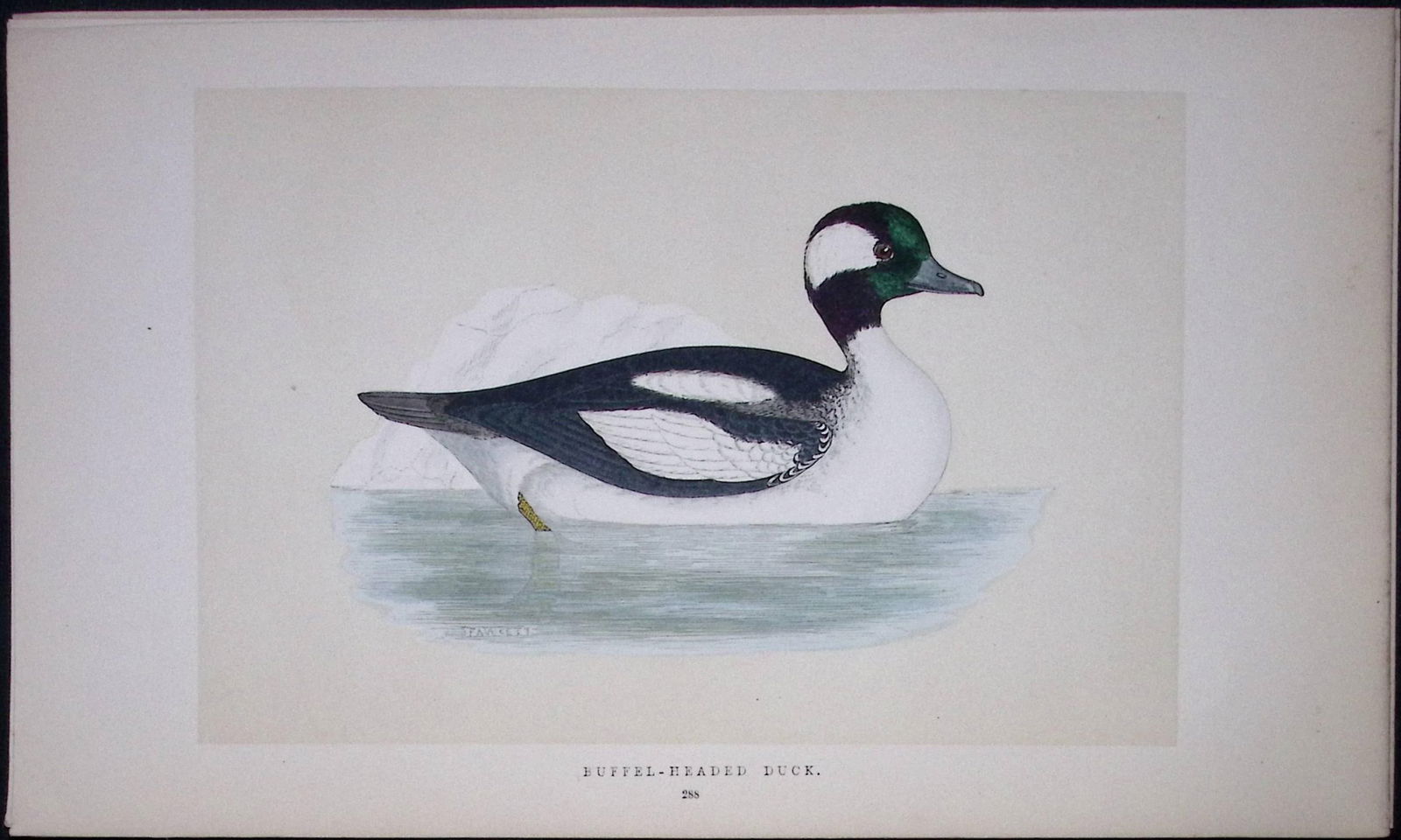 Buffel Headed Duck Bird- Rev Morris First Edition Antique Woodblock Engraving-109: Title: Buffel Headed Duck Bird- Rev Morris First Edition Antique Woodblock Engraving-109 Description: This Chromolithographic Woodblock Engraving Has Been Removed from a First Antique Edition