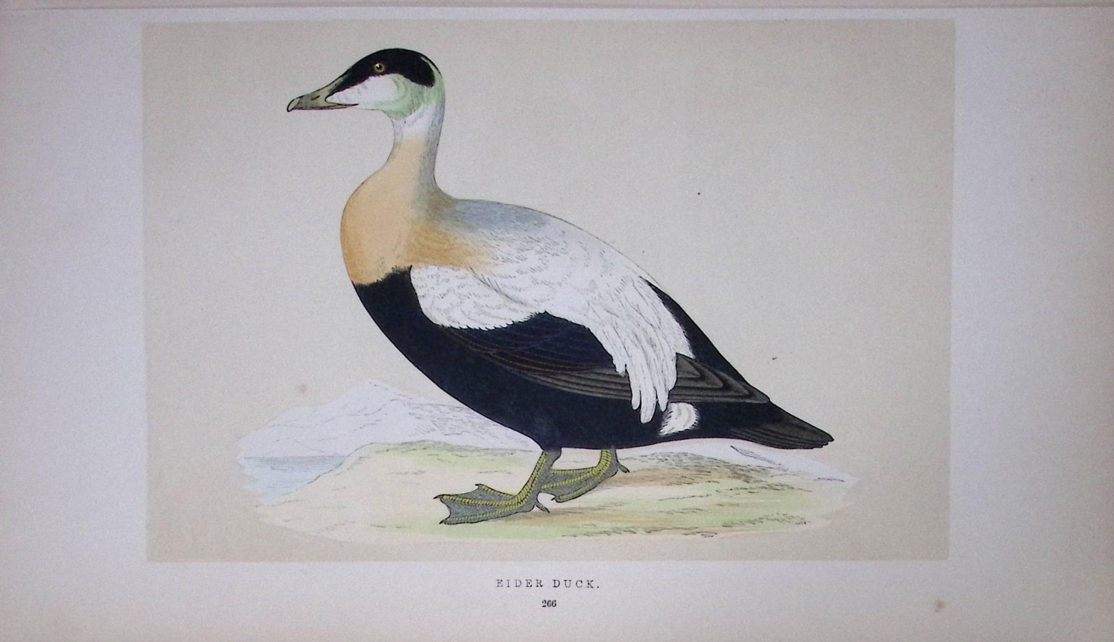 Eider Duck Bird- Rev Morris First Edition Antique Woodblock Engraving-93: Title: Eider Duck Bird- Rev Morris First Edition Antique Woodblock Engraving-93 Description: This Chromolithographic Woodblock Engraving Has Been Removed from a First Antique Edition of. Rev F