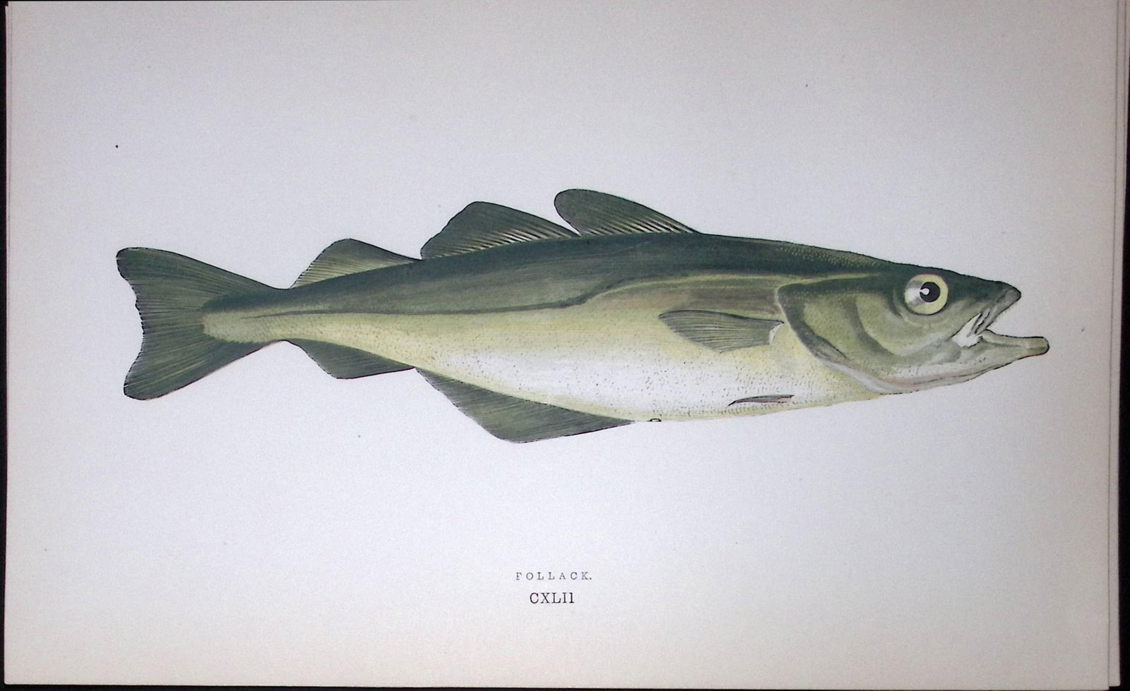 Pollack Fish Scarce Antique 1877 J. Couch Woodblock Engraving-83: Title: Pollack Fish Scarce Antique 1877 J. Couch Woodblock Engraving-83 Description: This Antique Original Coloured Woodblock Engraving Was Removed from An Edition of. History of The Fishes of
