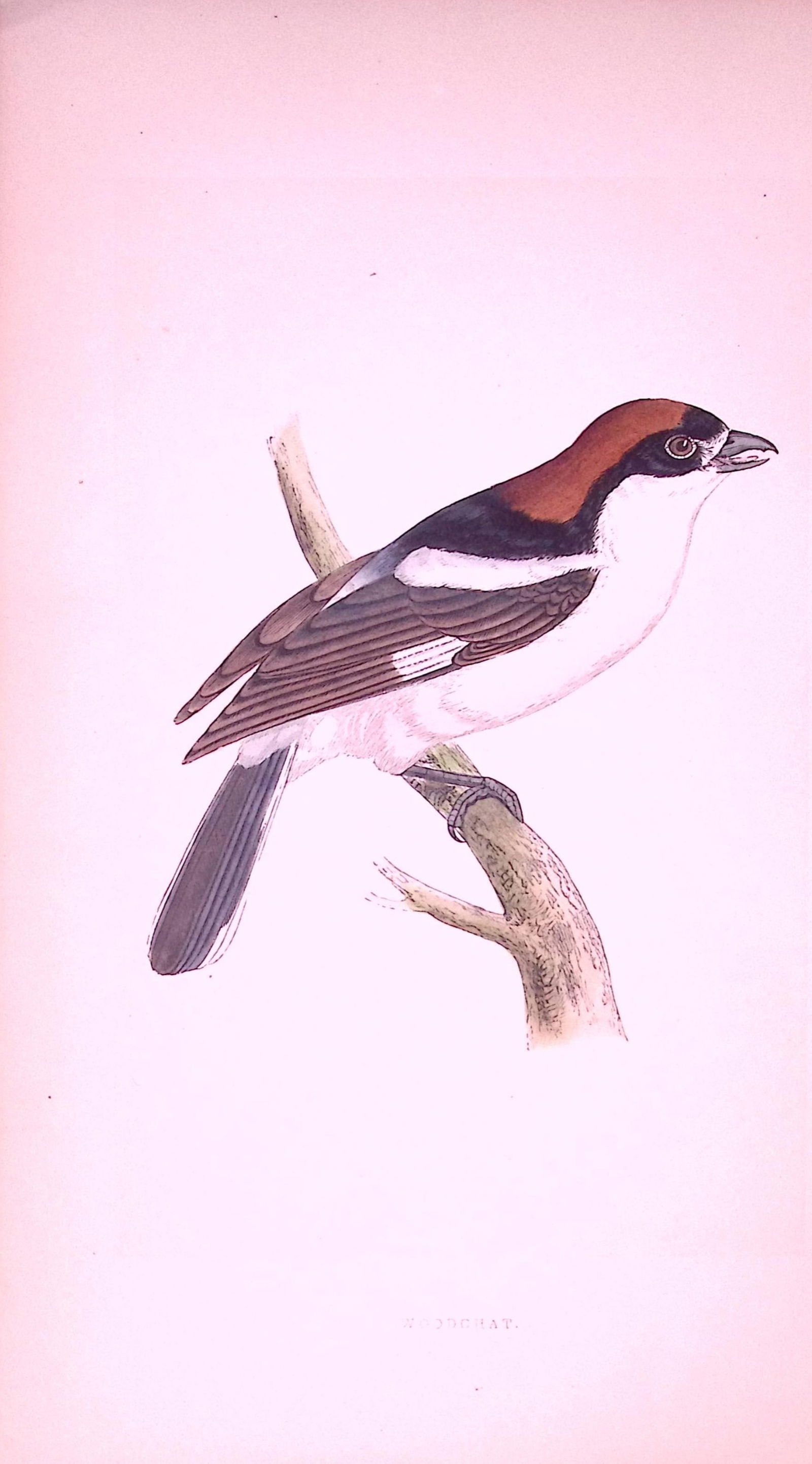 Woodchat Bird- Rev Morris First Edition Antique Woodblock Engraving-35: Title: Woodchat Bird- Rev Morris First Edition Antique Woodblock Engraving-35 Description: This Chromolithographic Woodblock Engraving Has Been Removed from a First Antique Edition of. Rev F O