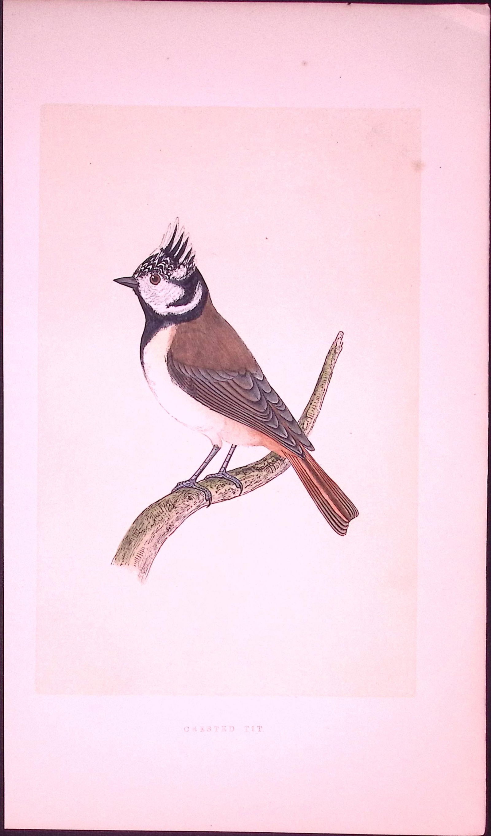Crested-Tit Bird- Rev Morris First Edition Antique Woodblock Engraving-38: Title: Crested-Tit Bird- Rev Morris First Edition Antique Woodblock Engraving-38 Description: This Chromolithographic Woodblock Engraving Has Been Removed from a First Antique Edition of. Rev F