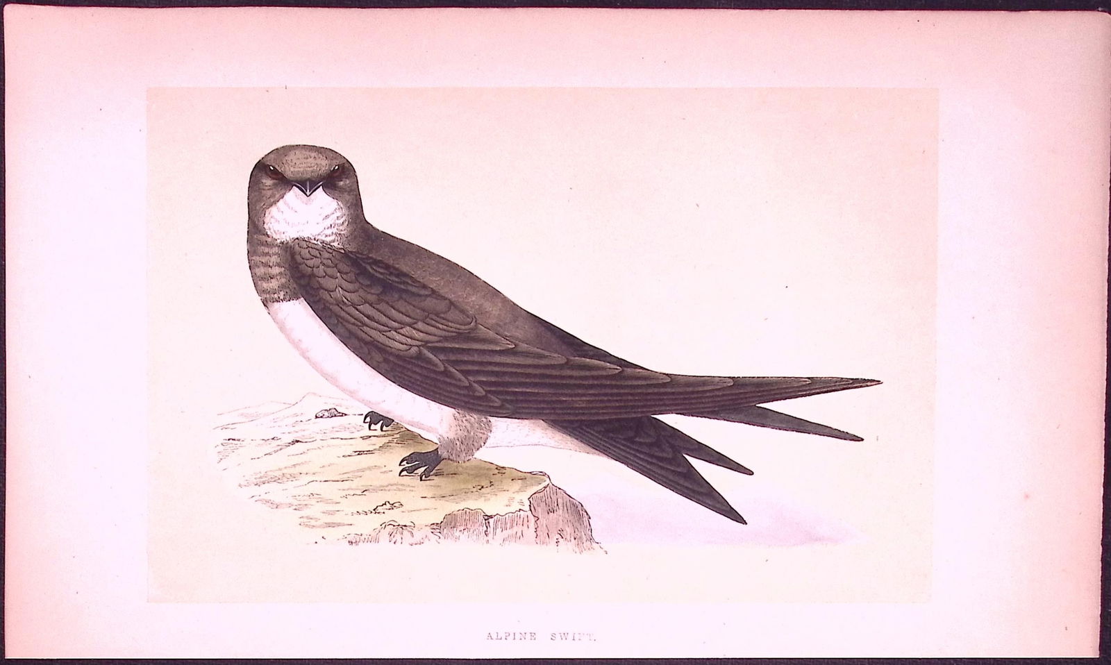 Alpine Swift Bird- Rev Morris First Edition Antique Woodblock Engraving-128: Title: Alpine Swift Bird- Rev Morris First Edition Antique Woodblock Engraving-128 Description: This Chromolithographic Woodblock Engraving Has Been Removed from a First Antique Edit
