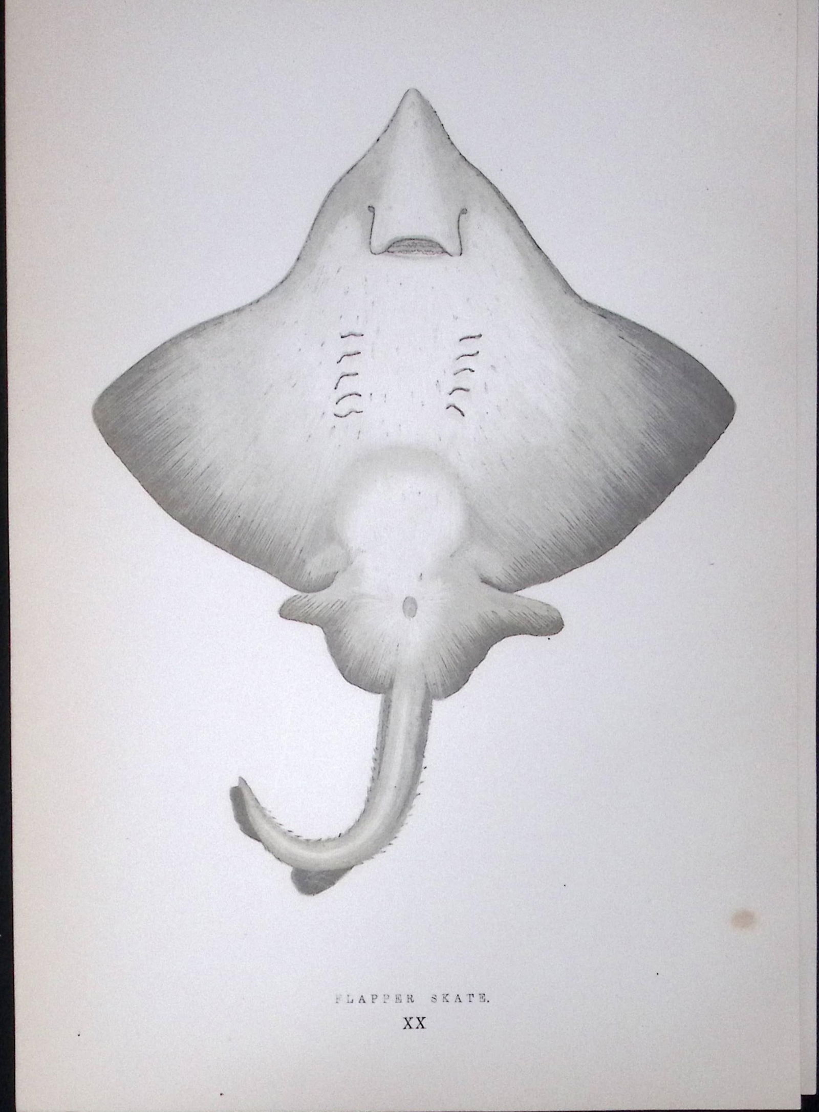 Flapper Skate Fish Scarce Antique 1877 J. Couch Woodblock Engraving-99: Title: Flapper Skate Fish Scarce Antique 1877 J. Couch Woodblock Engraving-99 Description: This Antique Original Coloured Woodblock Engraving Was Removed from An Edition of. <