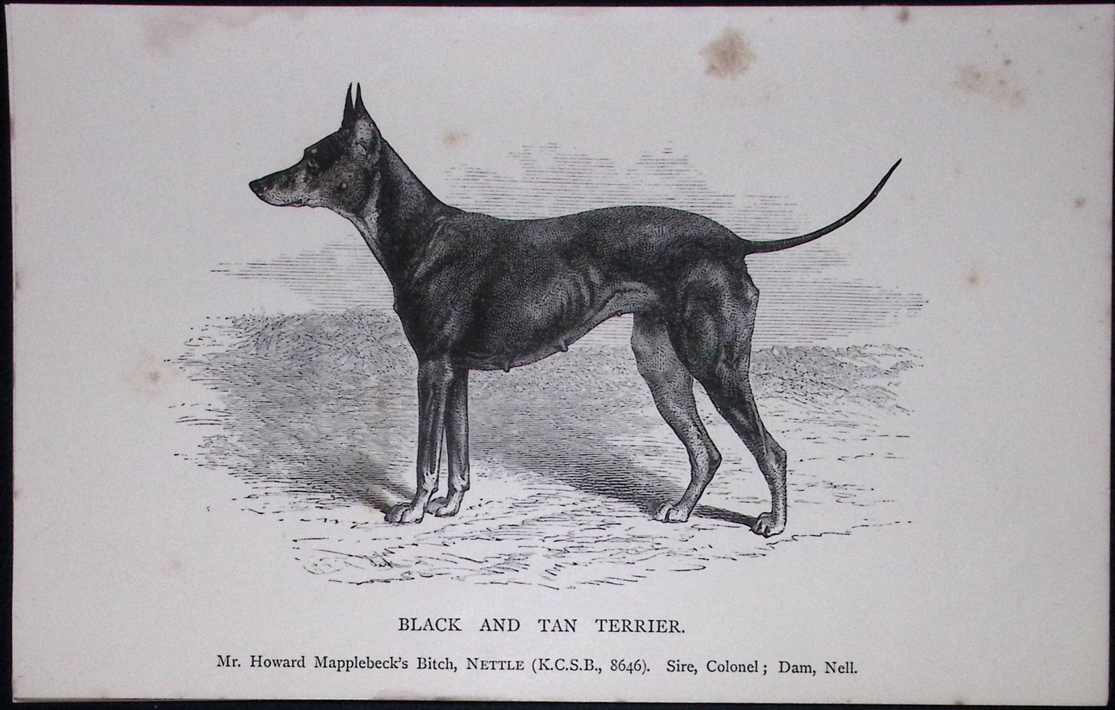 Black & Tan Terrier British Dogs by Hugh Dalziel 1889 Antique Book Plate-51: Title: Black & Tan Terrier British Dogs by Hugh Dalziel 1889 Antique Book Plate-51 Description: This Antique Book Plate Was Removed from a Edition of British Dogs by Hugh Dalziel