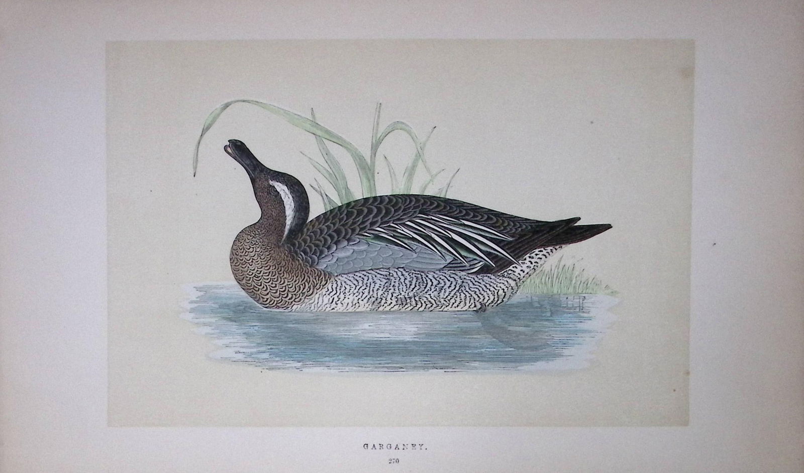 Garganey Duck Bird- Rev Morris First Edition Antique Woodblock Engraving-89: Title: Garganey Duck Bird- Rev Morris First Edition Antique Woodblock Engraving-89 Description: This Chromolithographic Woodblock Engraving Has Been Removed from a First Antique Edit