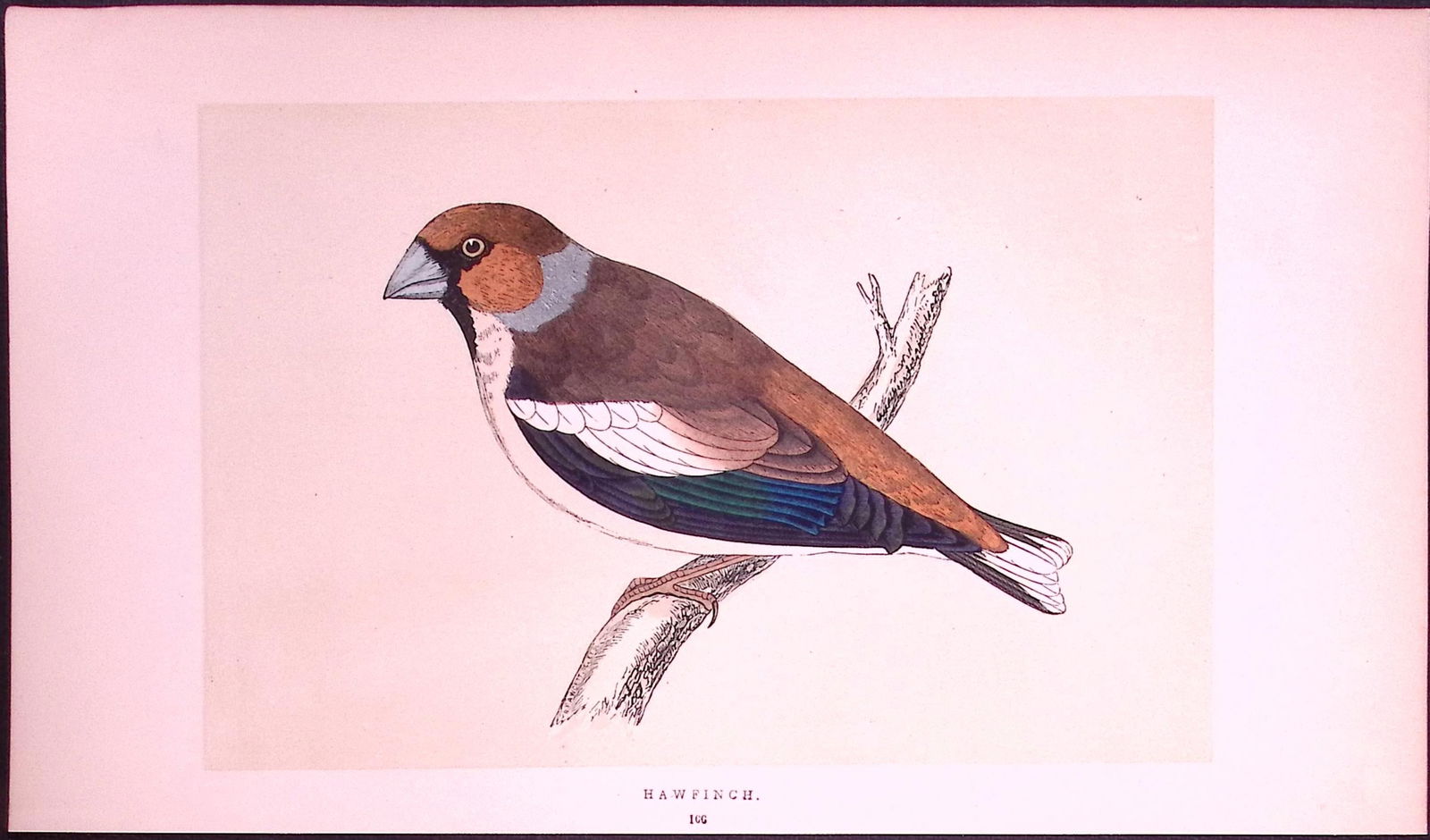 Hawfinch Rev Morris First Edition Antique Woodblock Engraving-160: Title: Hawfinch Rev Morris First Edition Antique Woodblock Engraving-160 Description: This Chromolithographic Woodblock Engraving Has Been Removed from a First Antique Edition of.
