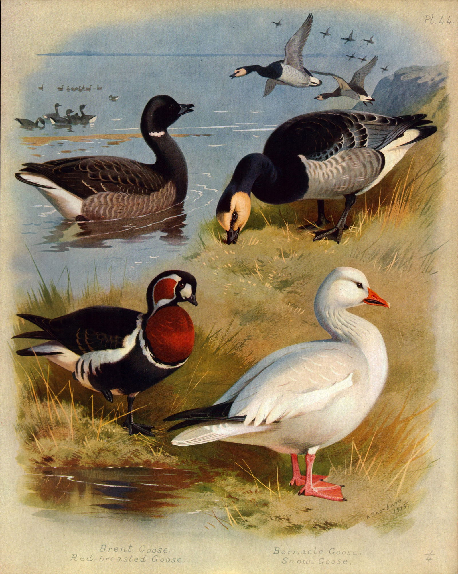 Antique Scarce Large Coloured Bird Lithograph The Goose Family-44.: Title: Antique Scarce Large Coloured Bird Lithograph The Goose Family-44. Description: This Antique Edition Illustration Was Removed from an Edition of. Archibald Thorburn, Br