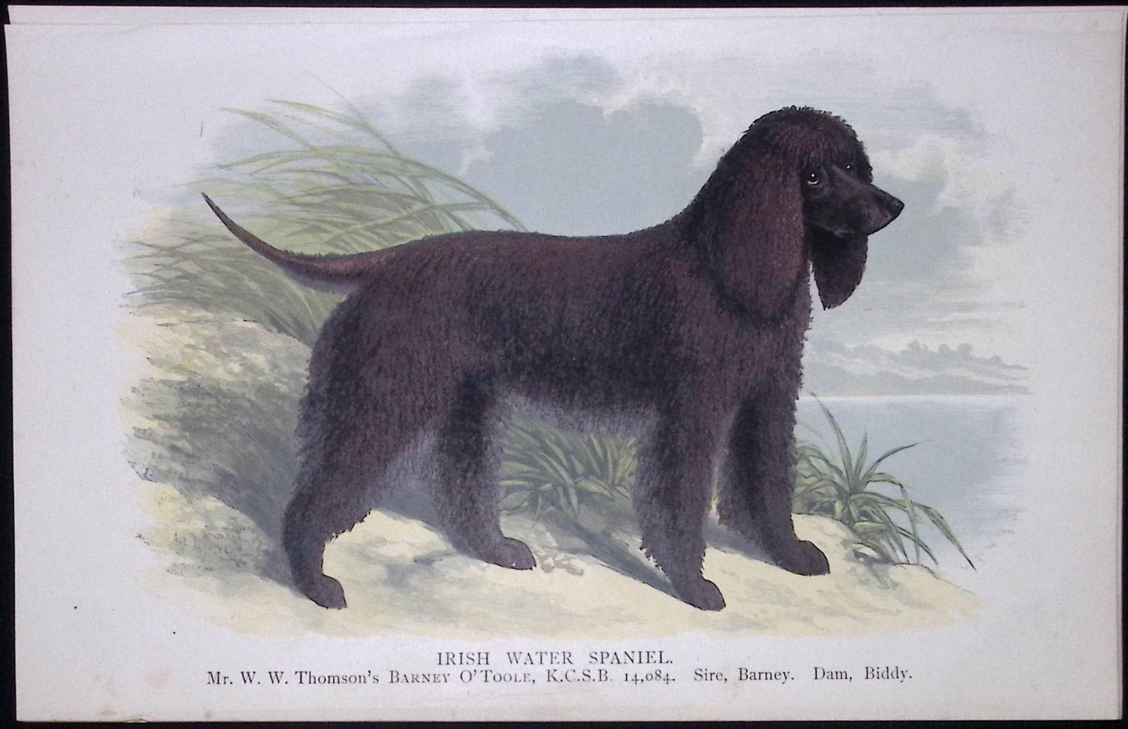 Irish Water Spaniel British Dogs by Hugh Dalziel 1889 Antique Coloured Book Plate-7: Title: Irish Water Spaniel British Dogs by Hugh Dalziel 1889 Antique Coloured Book Plate-7 Description: This Antique Book Plate Was Removed from a Edition of British Dogs by Hugh Dal
