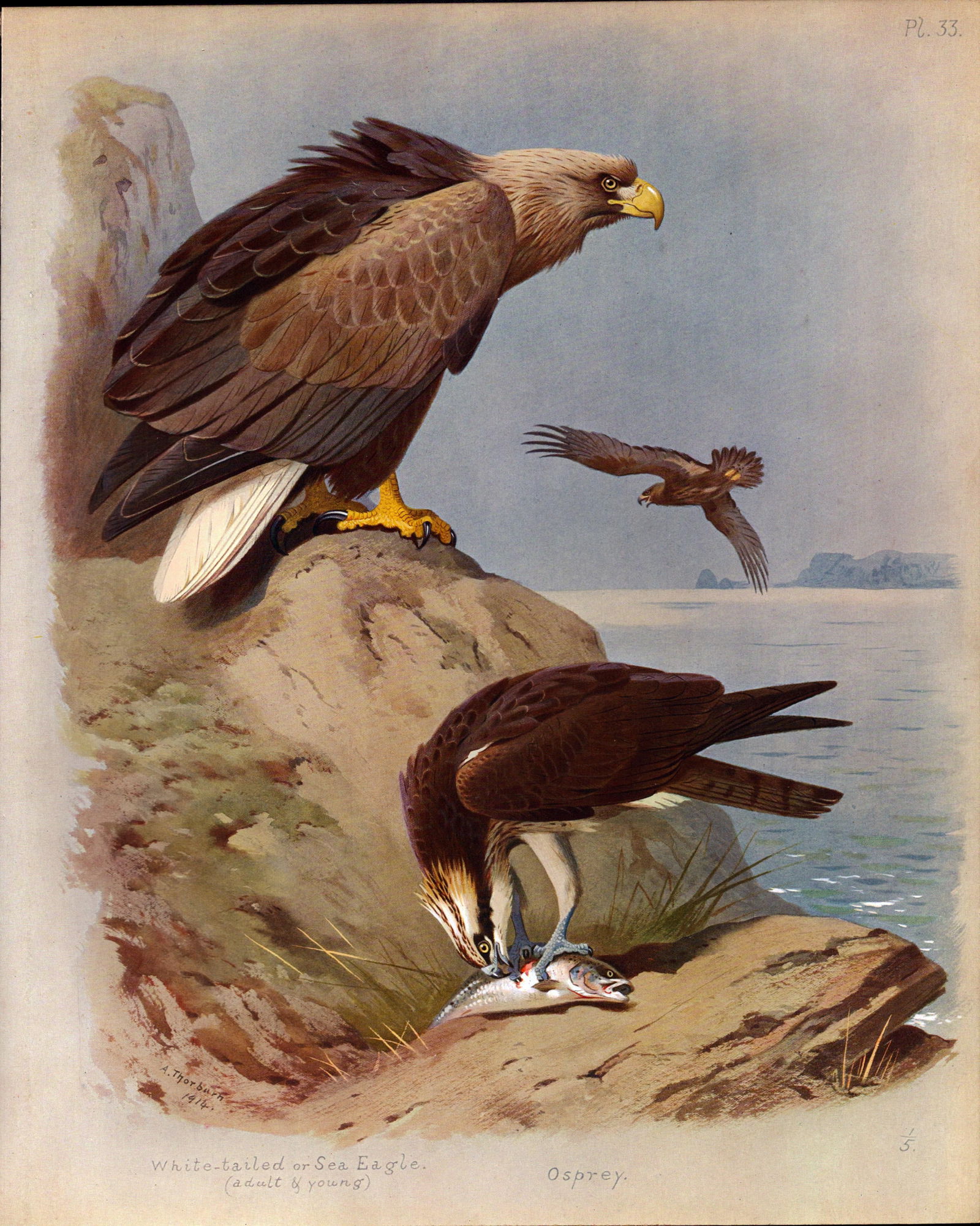 Antique Scarce Second Edition Bird Lithograph White Tailed Eagle & Osprey-33.: Title: Antique Scarce Second Edition Bird Lithograph White Tailed Eagle & Osprey-33. Description: This Antique 2nd Edition Illustration Was Removed from an Edition of. Archibald Thornburn,