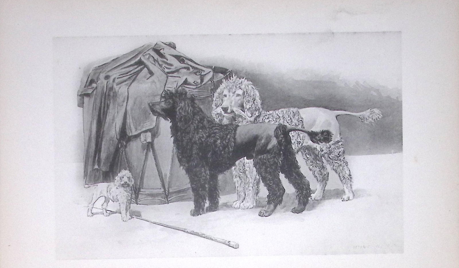 Poodles Antique Book Plate Rawdon Lee Modern Dogs 1894-9: Title: Poodles Antique Book Plate Rawdon Lee Modern Dogs 1894-9 Description: This Antique Book Plate Was Removed from an Edition of Modern Dogs by Rawdon Lee 1893. Each Print Measures Approx