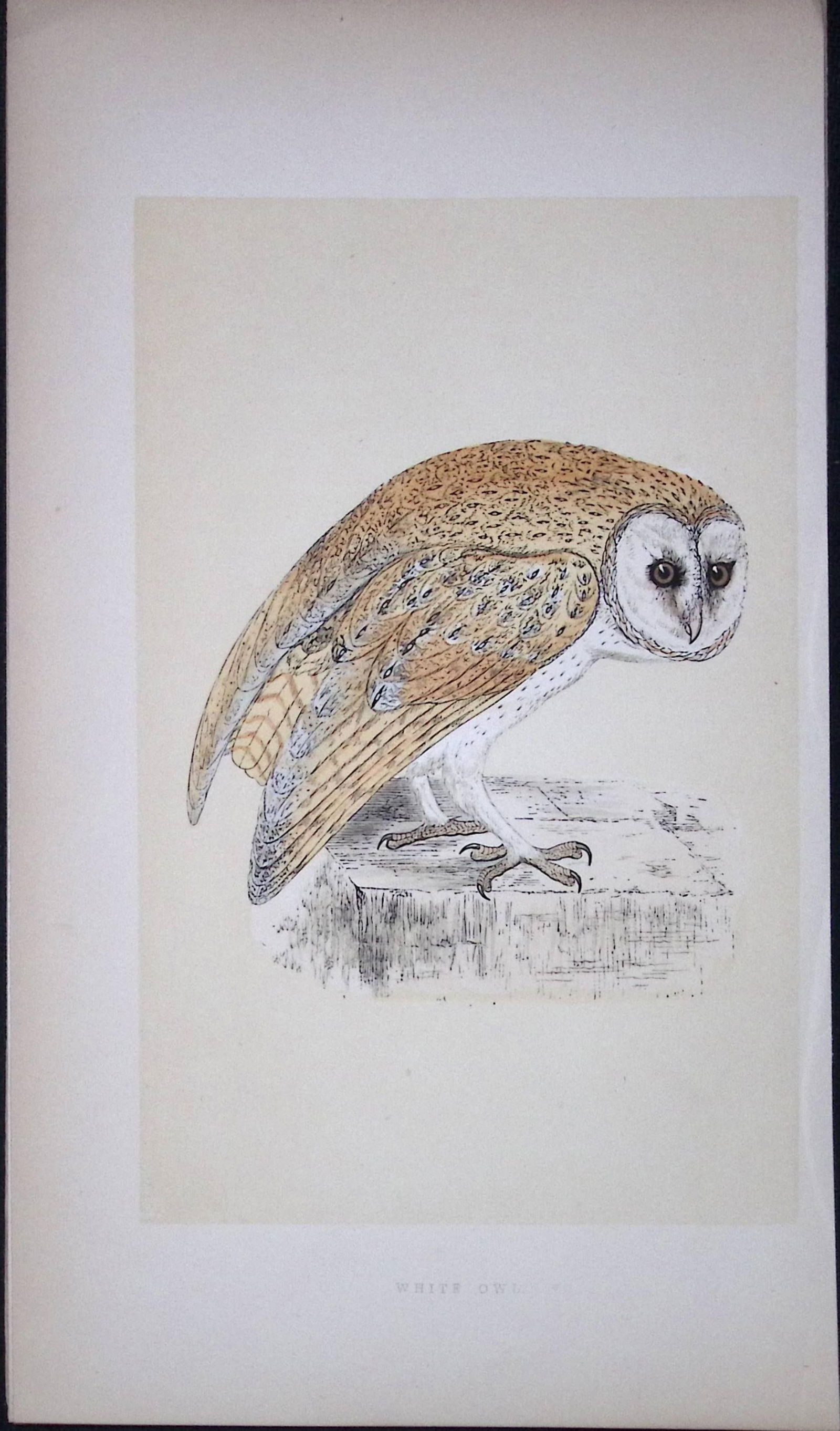 White Owl Bird- Rev Morris First Edition Antique Woodblock Engraving-29: Title: White Owl Bird- Rev Morris First Edition Antique Woodblock Engraving-29 Description: This Chromolithographic Woodblock Engraving Has Been Removed from a First Antique Edition