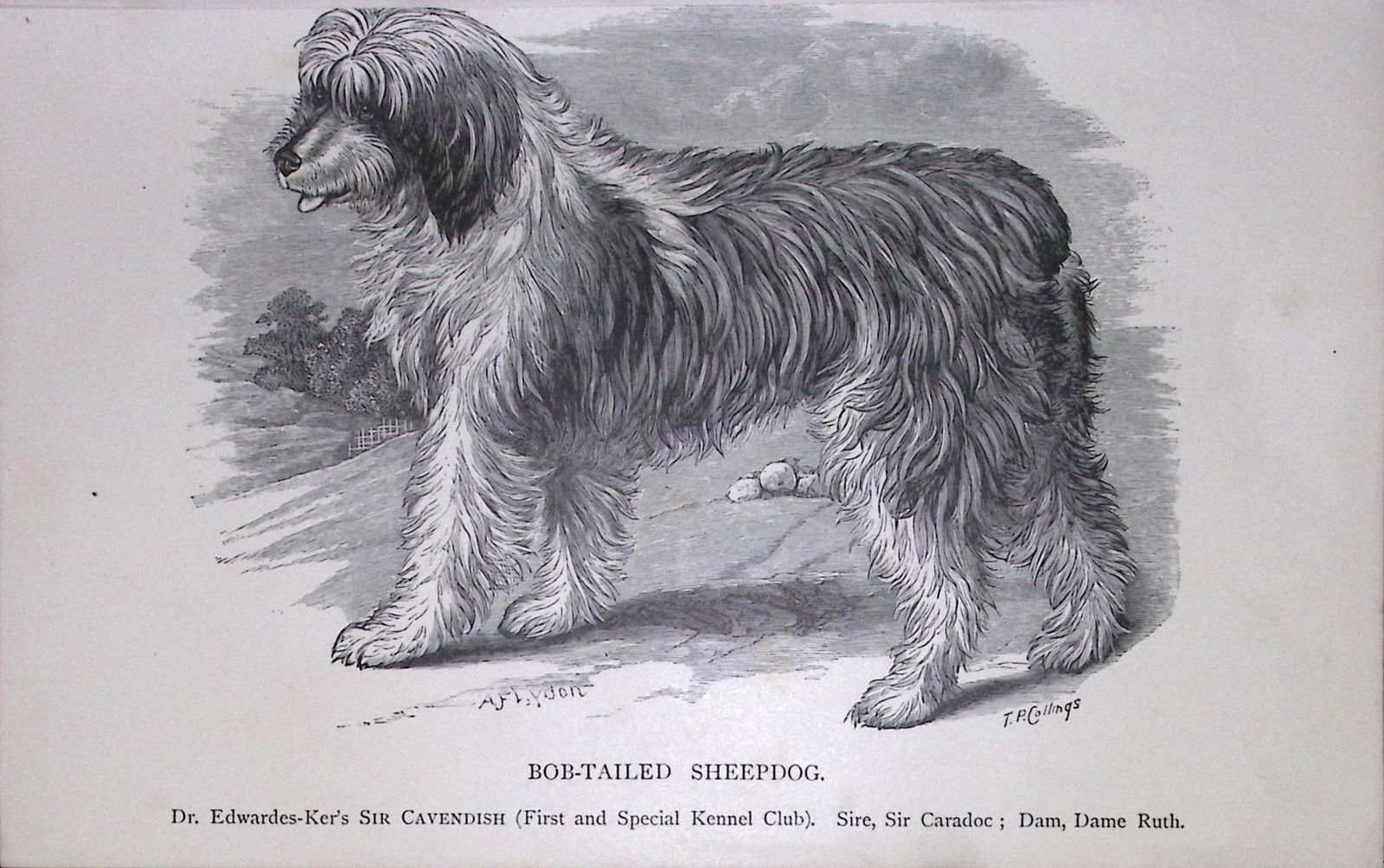 Bob-Tailed Sheepdog British Dogs by Hugh Dalziel 1889 Antique Book Plate-40: Title: Bob-Tailed Sheepdog British Dogs by Hugh Dalziel 1889 Antique Book Plate-40 Description: This Antique Book Plate Was Removed from a Edition of British Dogs by Hugh Dalziel 188