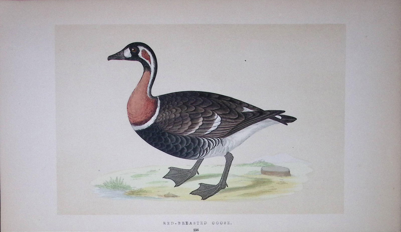 Red Breasted Goose Bird- Rev Morris First Edition Antique Woodblock Engraving-75: Title: Red Breasted Goose Bird- Rev Morris First Edition Antique Woodblock Engraving-75 Description: This Chromolithographic Woodblock Engraving Has Been Removed from a First Antique