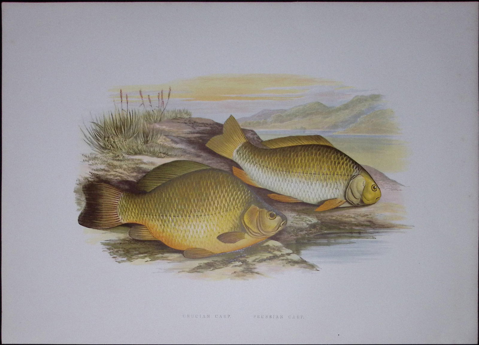 Crucian & Prussian Carp Rev Houghton British Freshwater Fish 1879 Scarce Engraving-37: Title: Crucian & Prussian Carp Rev Houghton British Freshwater Fish 1879 Scarce Engraving-37 Description: This First Edition Wood Engraving Print Was Removed from an Antique Edit