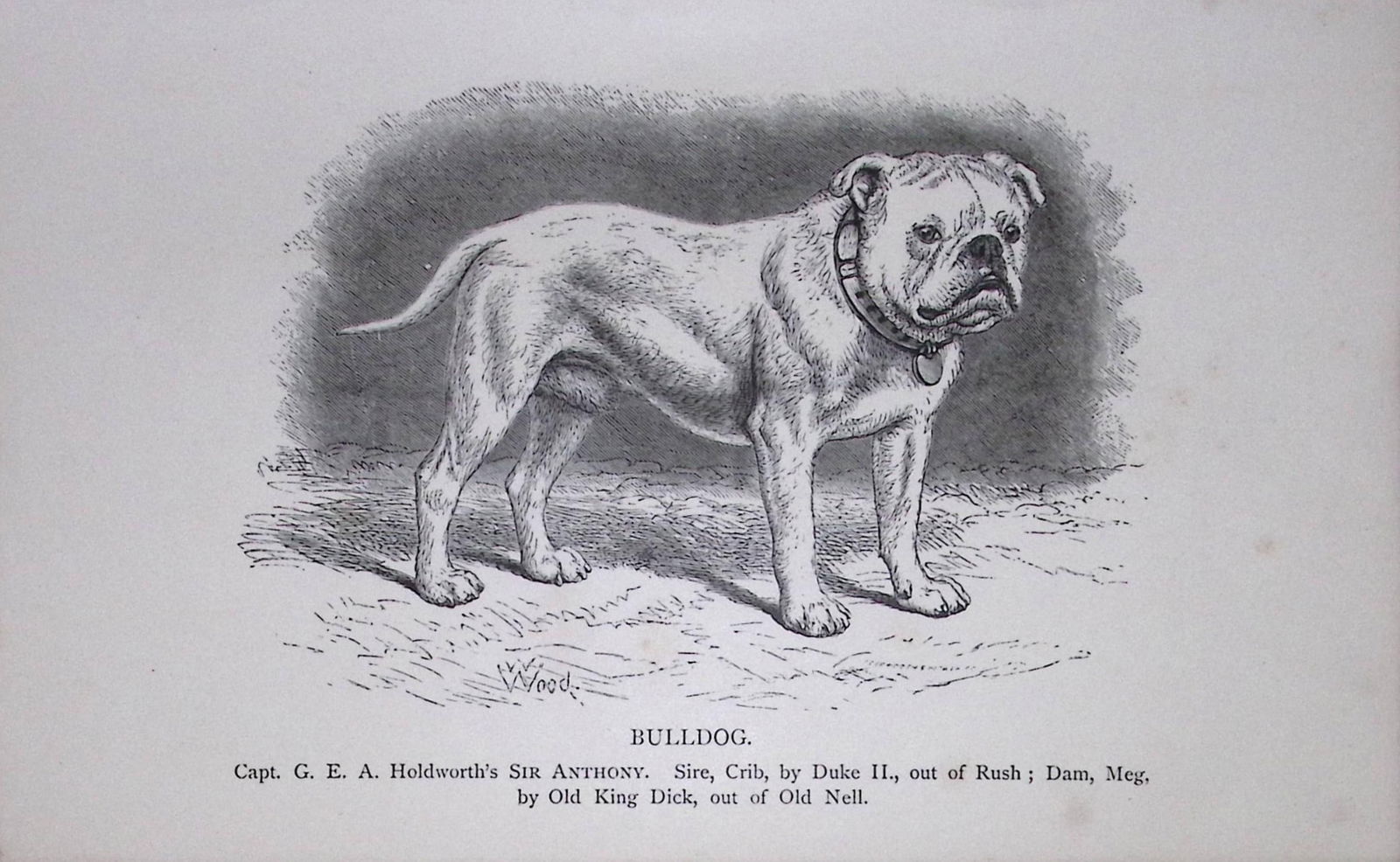 Bulldog British Dogs by Hugh Dalziel 1889 Antique Book Plate-42: Title: Bulldog British Dogs by Hugh Dalziel 1889 Antique Book Plate-42 Description: This Antique Book Plate Was Removed from a Edition of British Dogs by Hugh Dalziel 1889. </