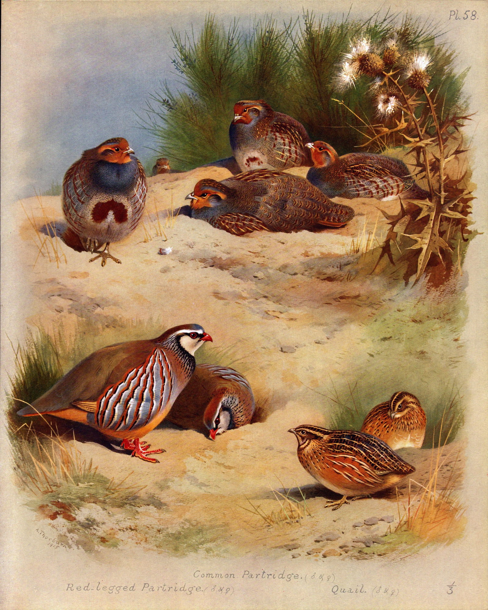 Archibald Thorburn Antique Scarce Bird Illustration Partridge & Quail-58: Title: Archibald Thorburn Antique Scarce Bird Illustration Partridge & Quail-58 Description: This Antique Edition Illustration Was Removed from an Edition of. Archibald Thorburn, British