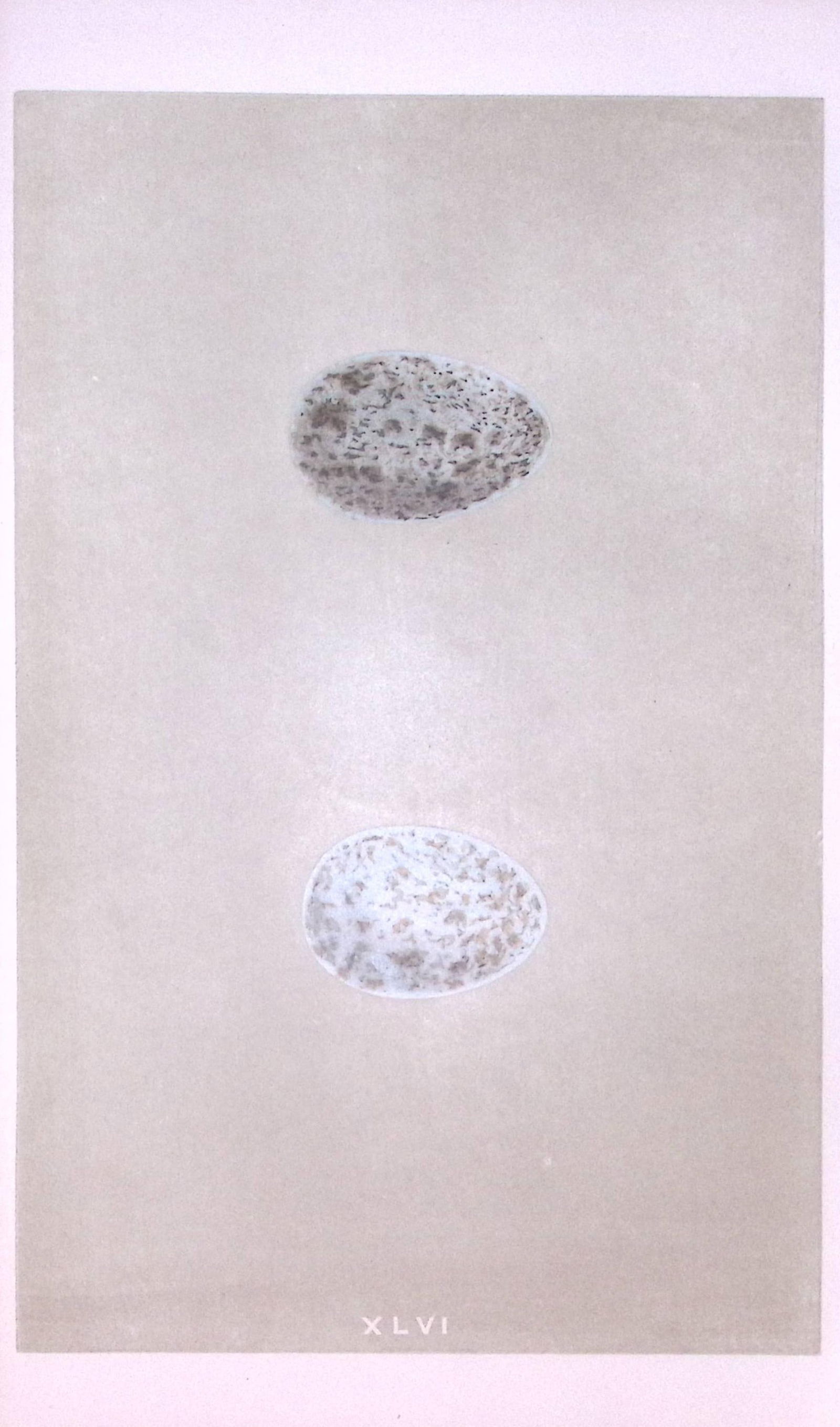 Rook Bird Egg- Rev Morris First Edition Antique Woodblock Engraving-14: Title: Rook Bird Egg- Rev Morris First Edition Antique Woodblock Engraving-14 Description: This Chromolithographic Woodblock Engraving Has Been Removed from a First Antique Edition of. Rev F O