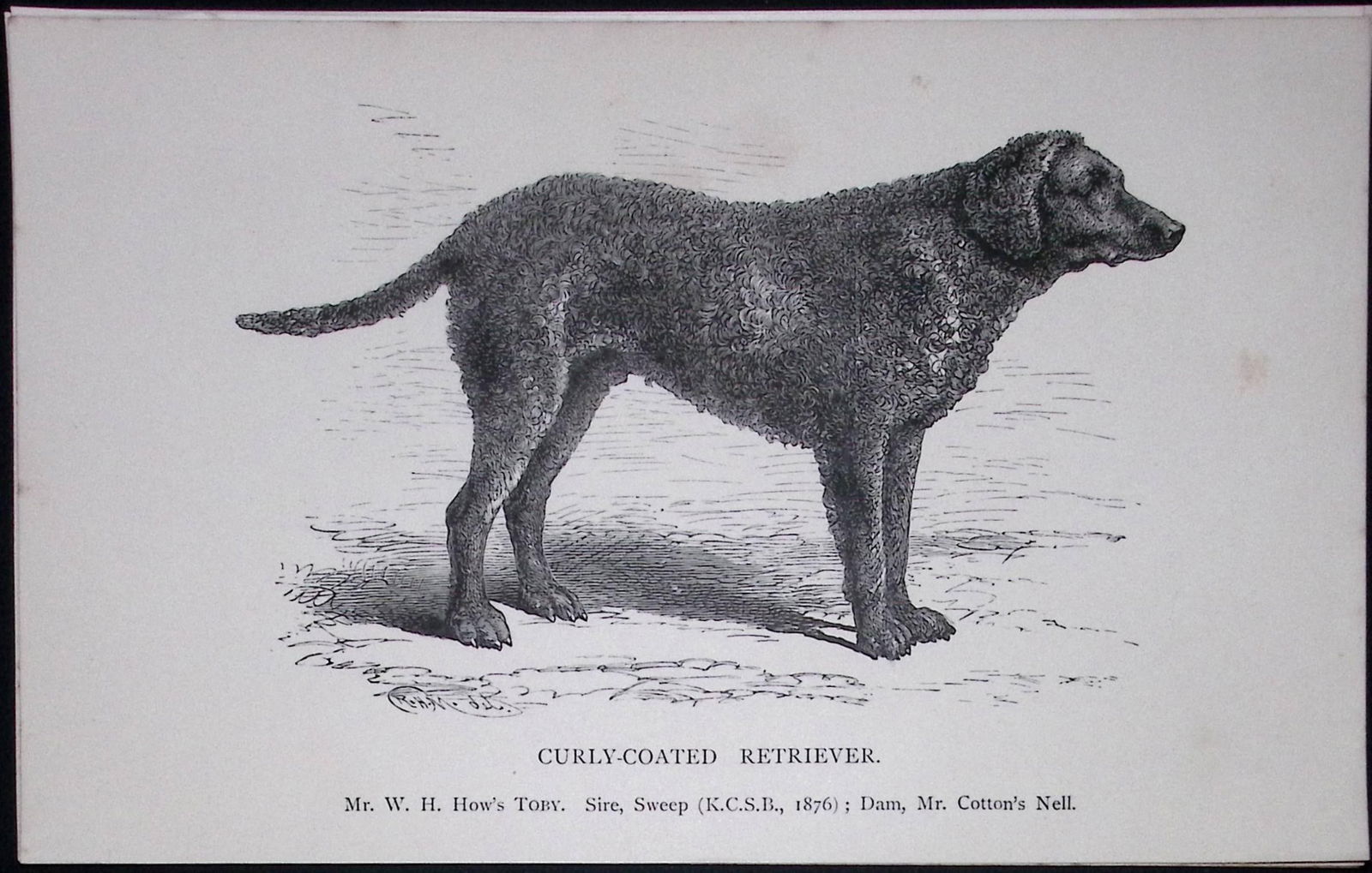 Curly Coated Retriever British Dogs by Hugh Dalziel 1889 Antique Book Plate-36: Title: Curly Coated Retriever British Dogs by Hugh Dalziel 1889 Antique Book Plate-36 Description: This Antique Book Plate Was Removed from a Edition of British Dogs by Hugh Dalziel