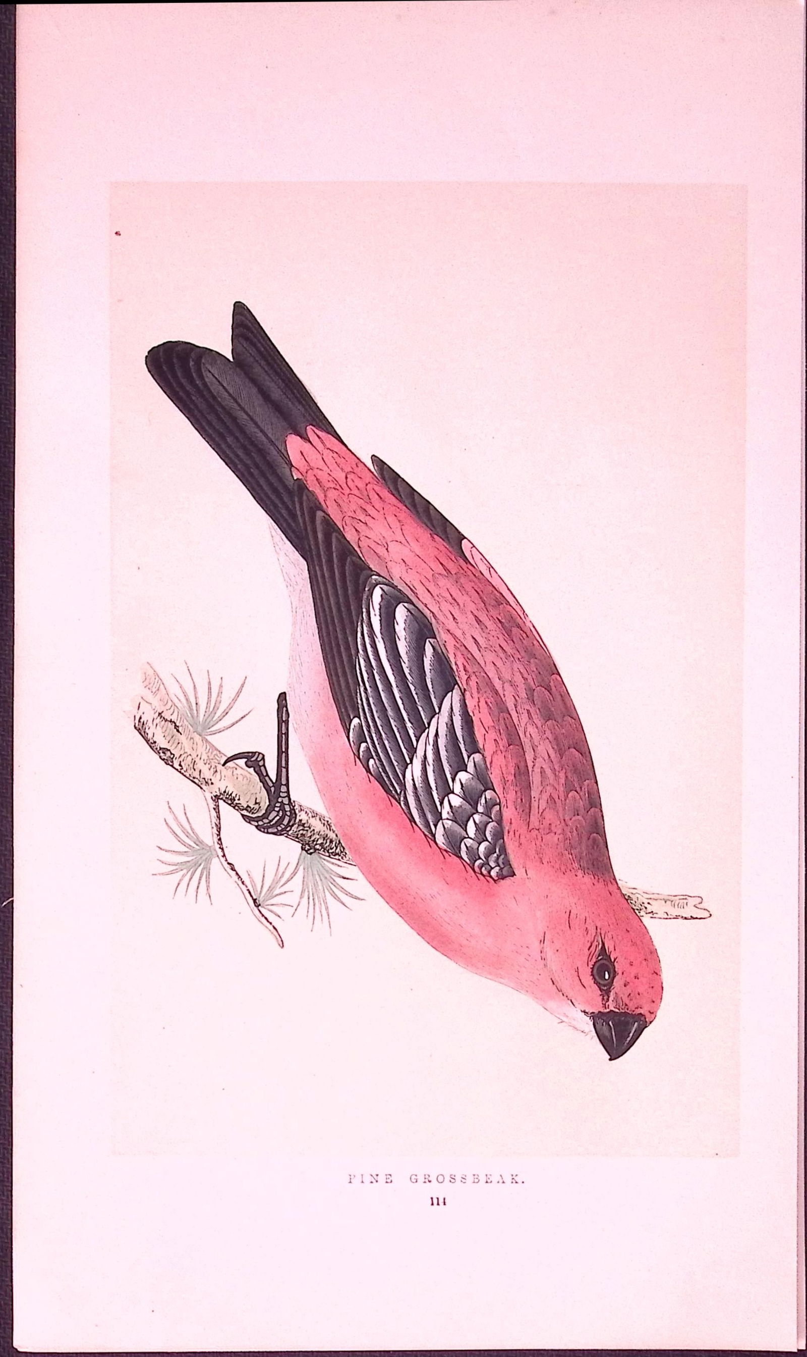 Pine Grossbeak Rev Morris First Edition Antique Woodblock Engraving-167: Title: Pine Grossbeak Rev Morris First Edition Antique Woodblock Engraving-167 Description: This Chromolithographic Woodblock Engraving Has Been Removed from a First Antique Edition