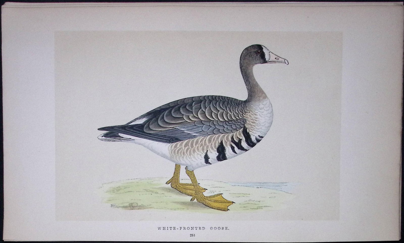 White-Fronted Goose Bird- Rev Morris First Edition Antique Woodblock Engraving-72: Title: White-Fronted Goose Bird- Rev Morris First Edition Antique Woodblock Engraving-72 Description: This Chromolithographic Woodblock Engraving Has Been Removed from a First Antiqu
