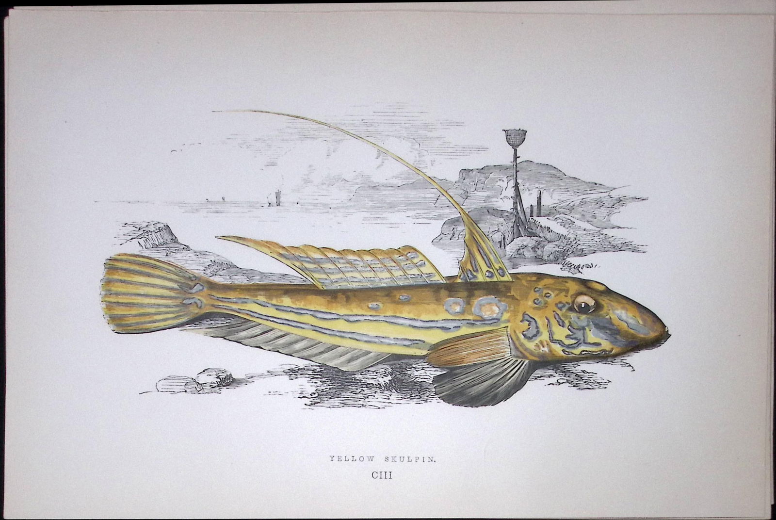 Yellow Skulpin Fish Scarce Antique 1877 J. Couch Woodblock Engraving-60: Title: Yellow Skulpin Fish Scarce Antique 1877 J. Couch Woodblock Engraving-60 Description: This Antique Original Coloured Woodblock Engraving Was Removed from An Edition of.