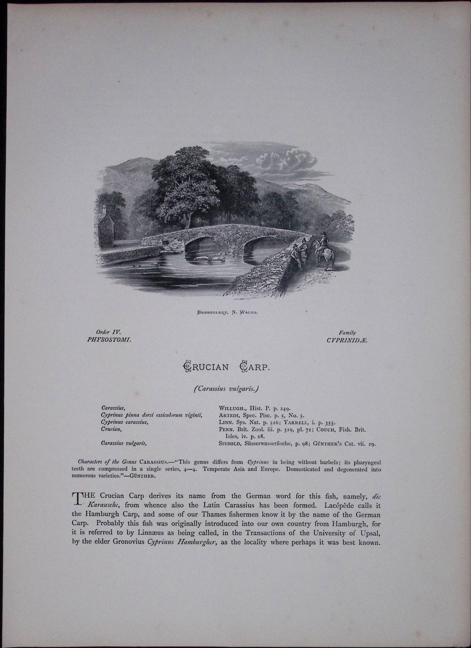 Carp Rev Houghton British Freshwater Fish 1879 Scarce Wood Engraving-38 - 2