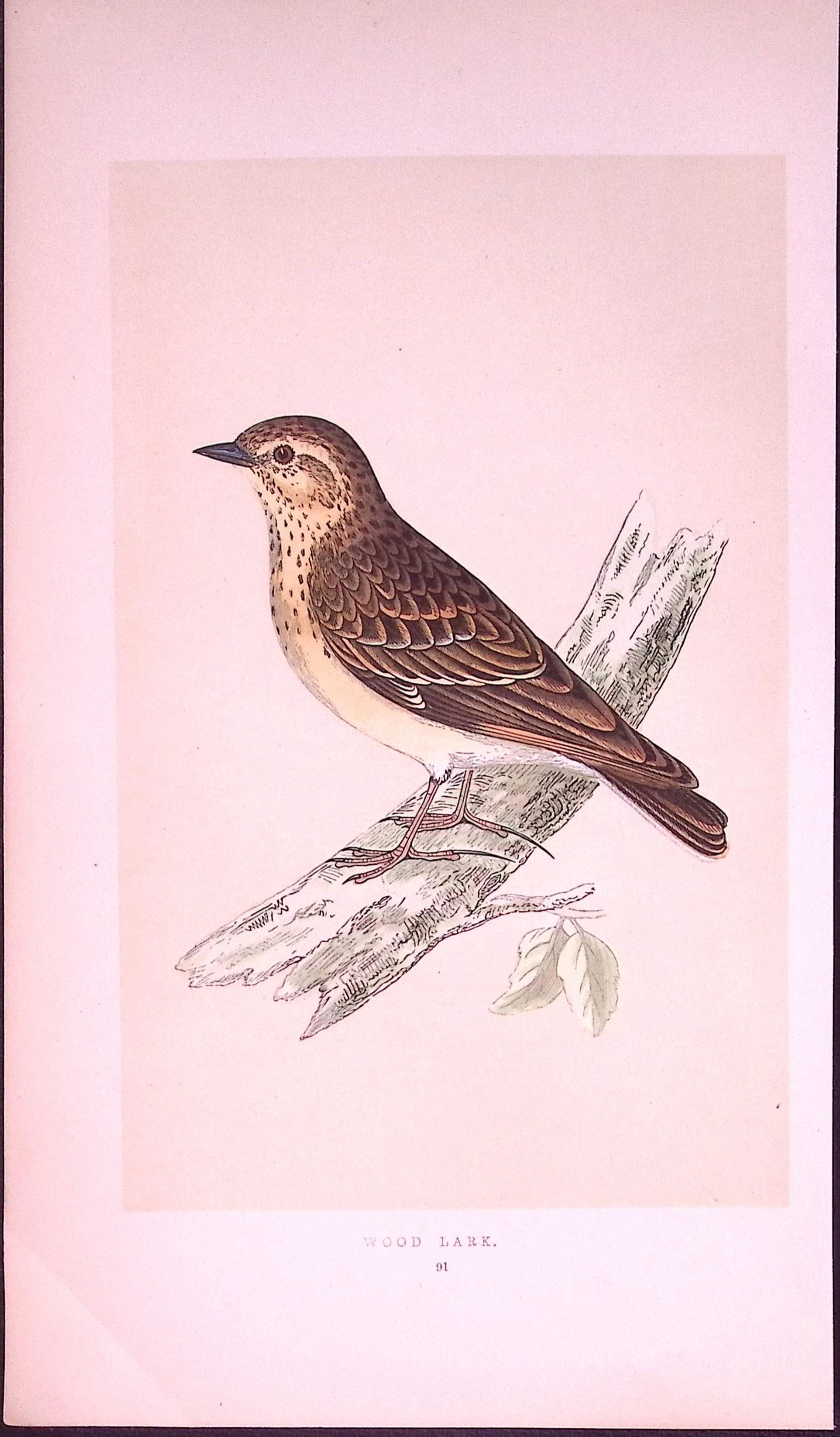 Wood Lark Rev Morris First Edition Antique Woodblock Engraving-145: Title: Wood Lark Rev Morris First Edition Antique Woodblock Engraving-145 Description: This Chromolithographic Woodblock Engraving Has Been Removed from a First Antique Edition of.