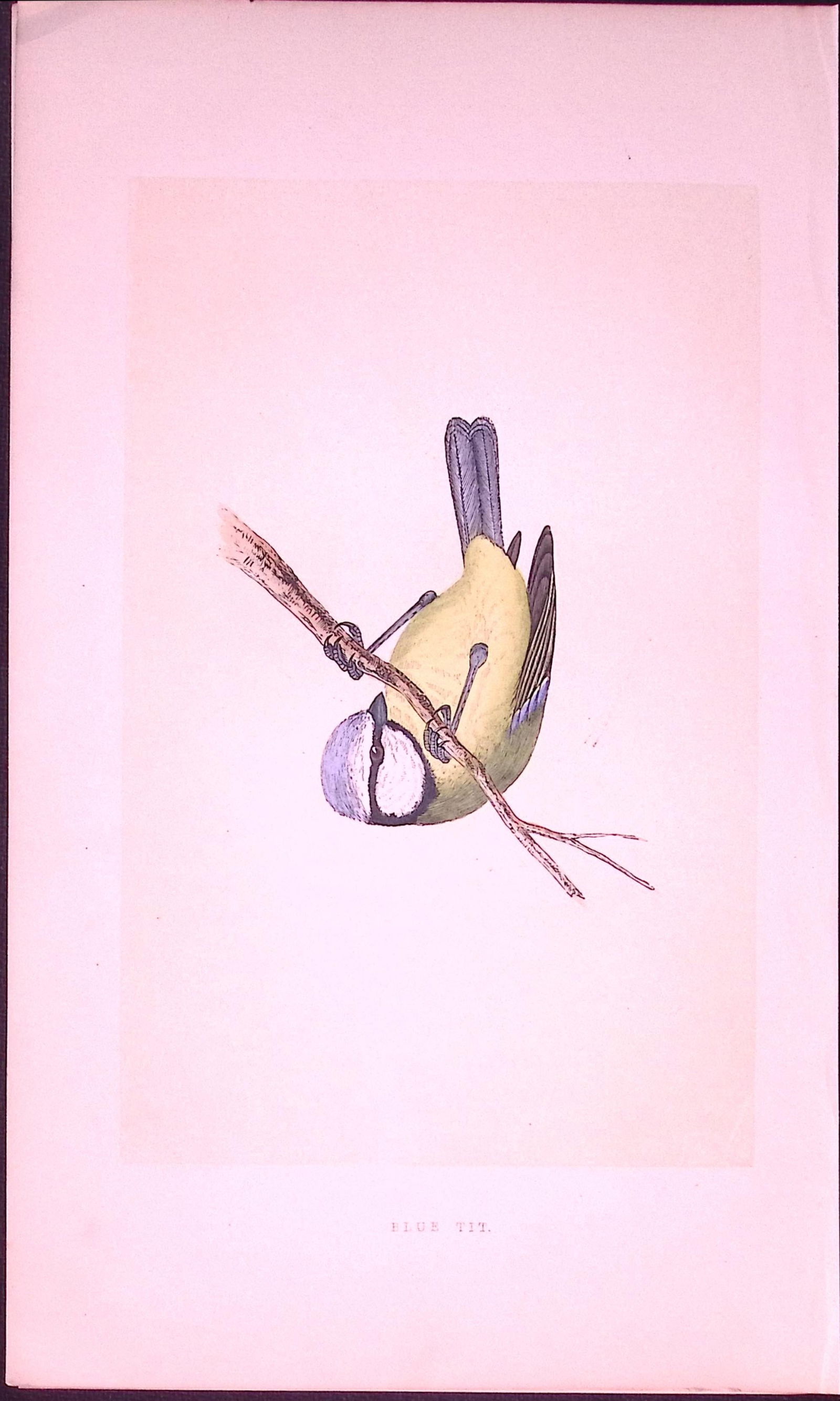 Blue-Tit Bird- Rev Morris First Edition Antique Woodblock Engraving-39: Title: Blue-Tit Bird- Rev Morris First Edition Antique Woodblock Engraving-39 Description: This Chromolithographic Woodblock Engraving Has Been Removed from a First Antique Edition of. Rev F O