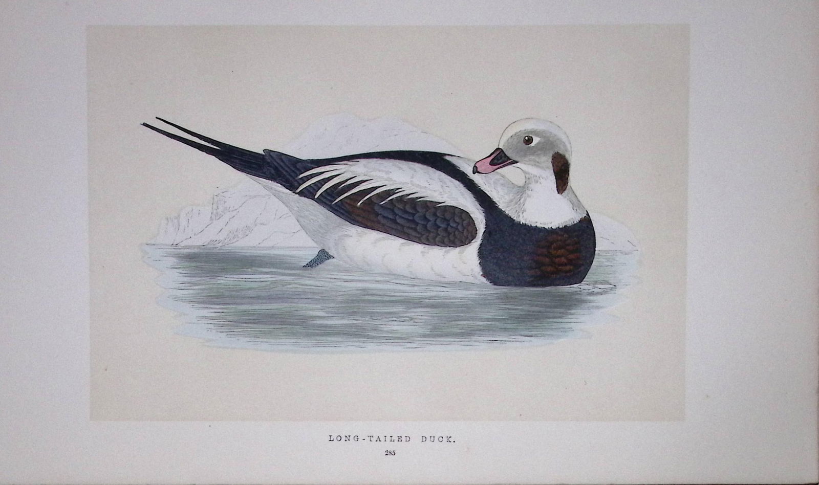 Long-Tailed Duck Bird- Rev Morris First Edition Antique Woodblock Engraving-112: Title: Long-Tailed Duck Bird- Rev Morris First Edition Antique Woodblock Engraving-112 Description: This Chromolithographic Woodblock Engraving Has Been Removed from a First Antique